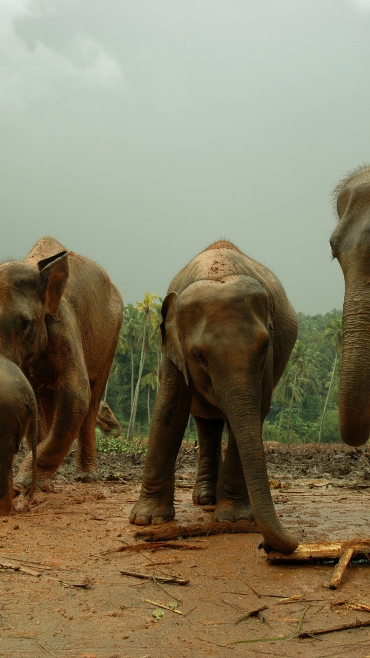 2 Elefantes Marrones Caminando Sobre Tierra Marrón Durante el Día. Wallpaper in 720x1280 Resolution