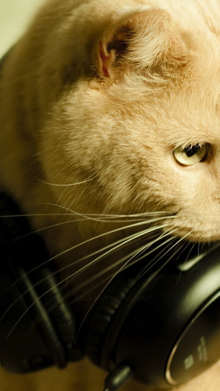 White and Brown Short Fur Cat. Wallpaper in 720x1280 Resolution