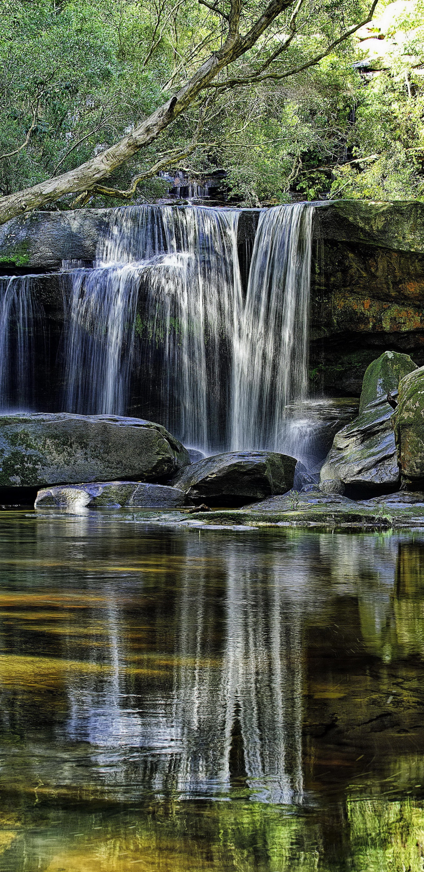 el Agua Cae en el Bosque. Wallpaper in 1440x2960 Resolution