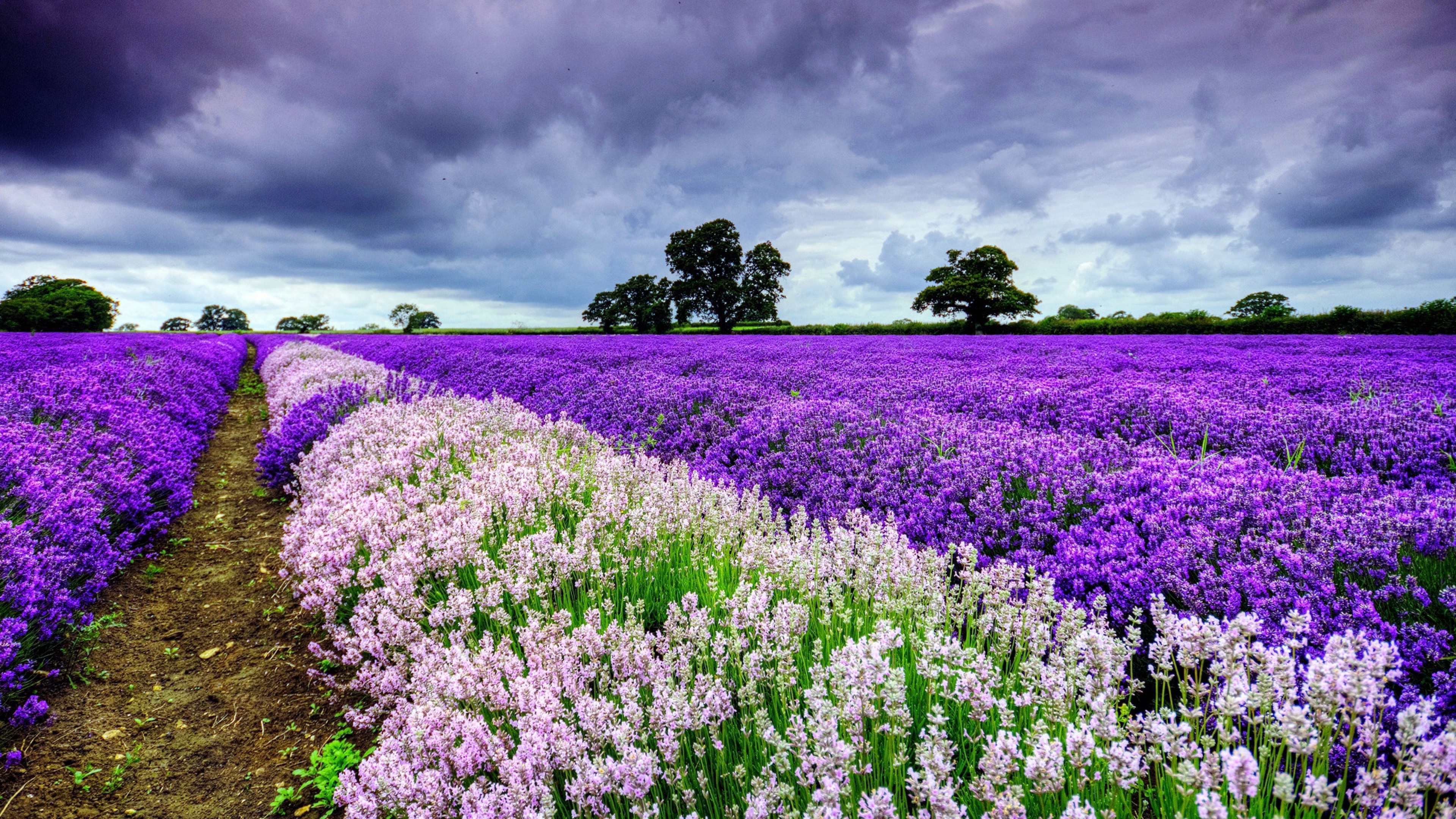 Champ de Fleurs Violettes Sous Ciel Nuageux Pendant la Journée. Wallpaper in 3840x2160 Resolution