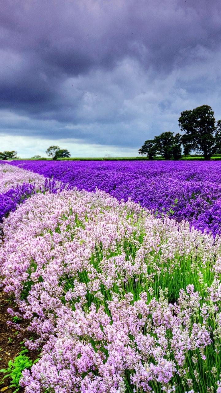 Champ de Fleurs Violettes Sous Ciel Nuageux Pendant la Journée. Wallpaper in 720x1280 Resolution
