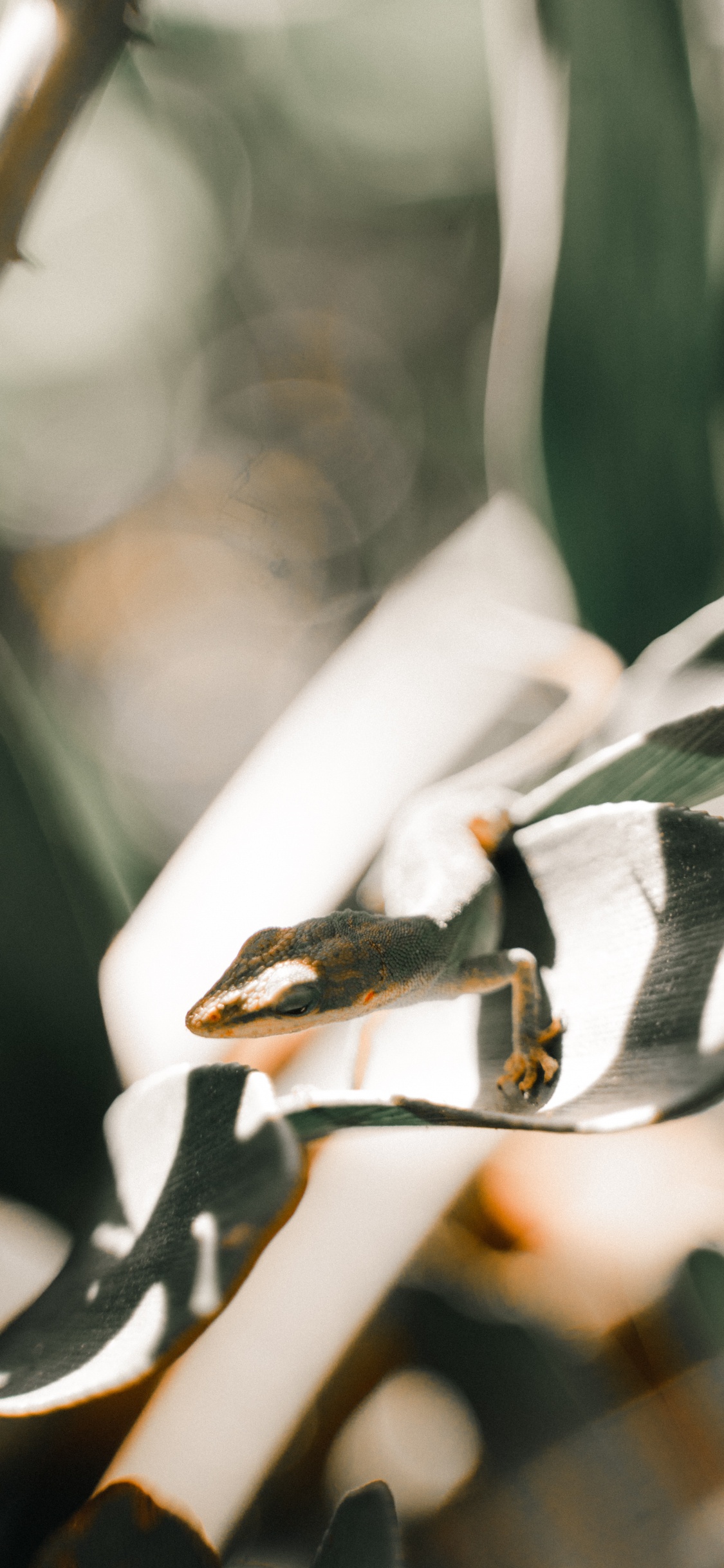 Plante Blanche et Noire en Photographie Rapprochée. Wallpaper in 1125x2436 Resolution