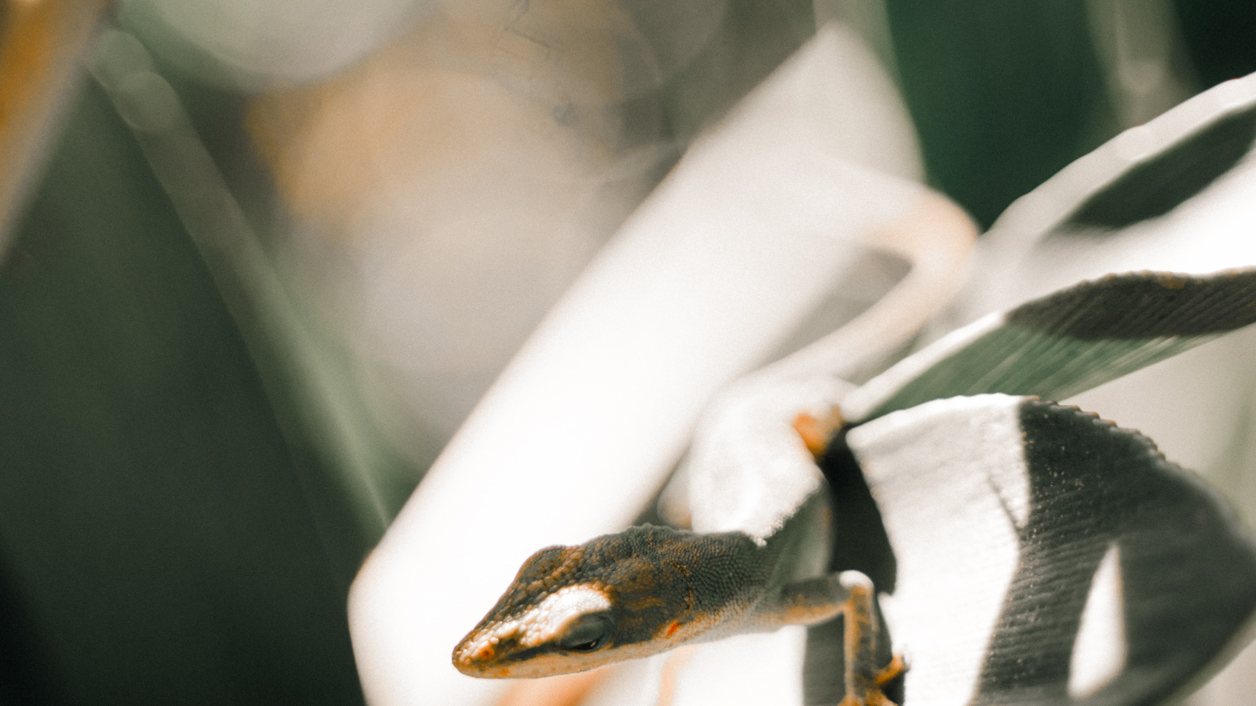 Plante Blanche et Noire en Photographie Rapprochée. Wallpaper in 2560x1440 Resolution