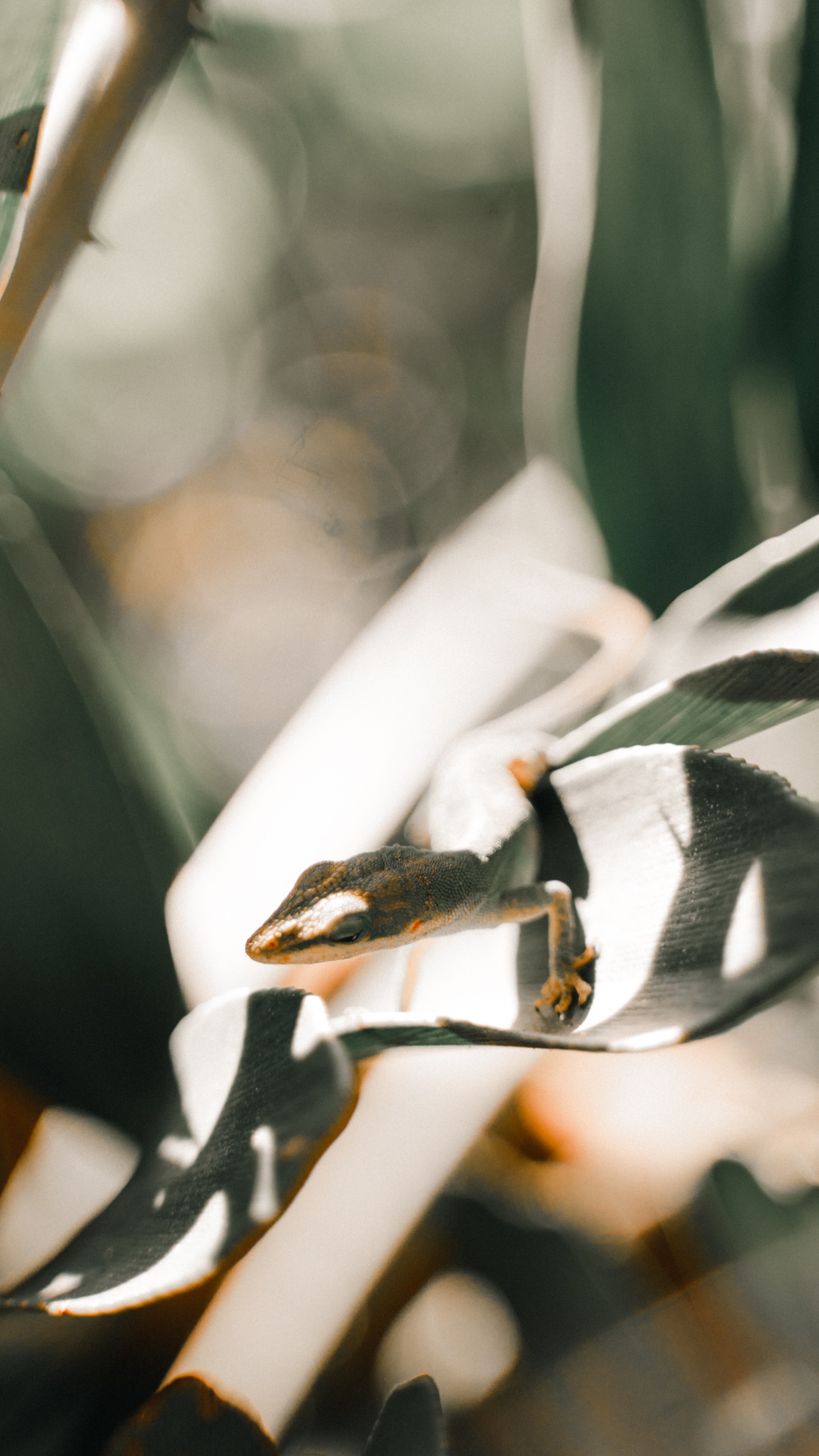 Weiße Und Schwarze Pflanze in Nahaufnahmen. Wallpaper in 1440x2560 Resolution