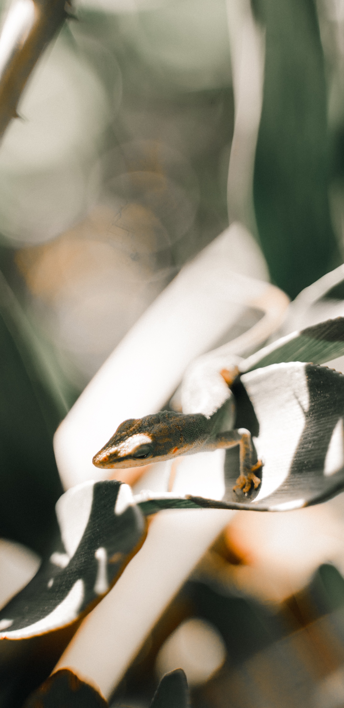 Weiße Und Schwarze Pflanze in Nahaufnahmen. Wallpaper in 1440x2960 Resolution