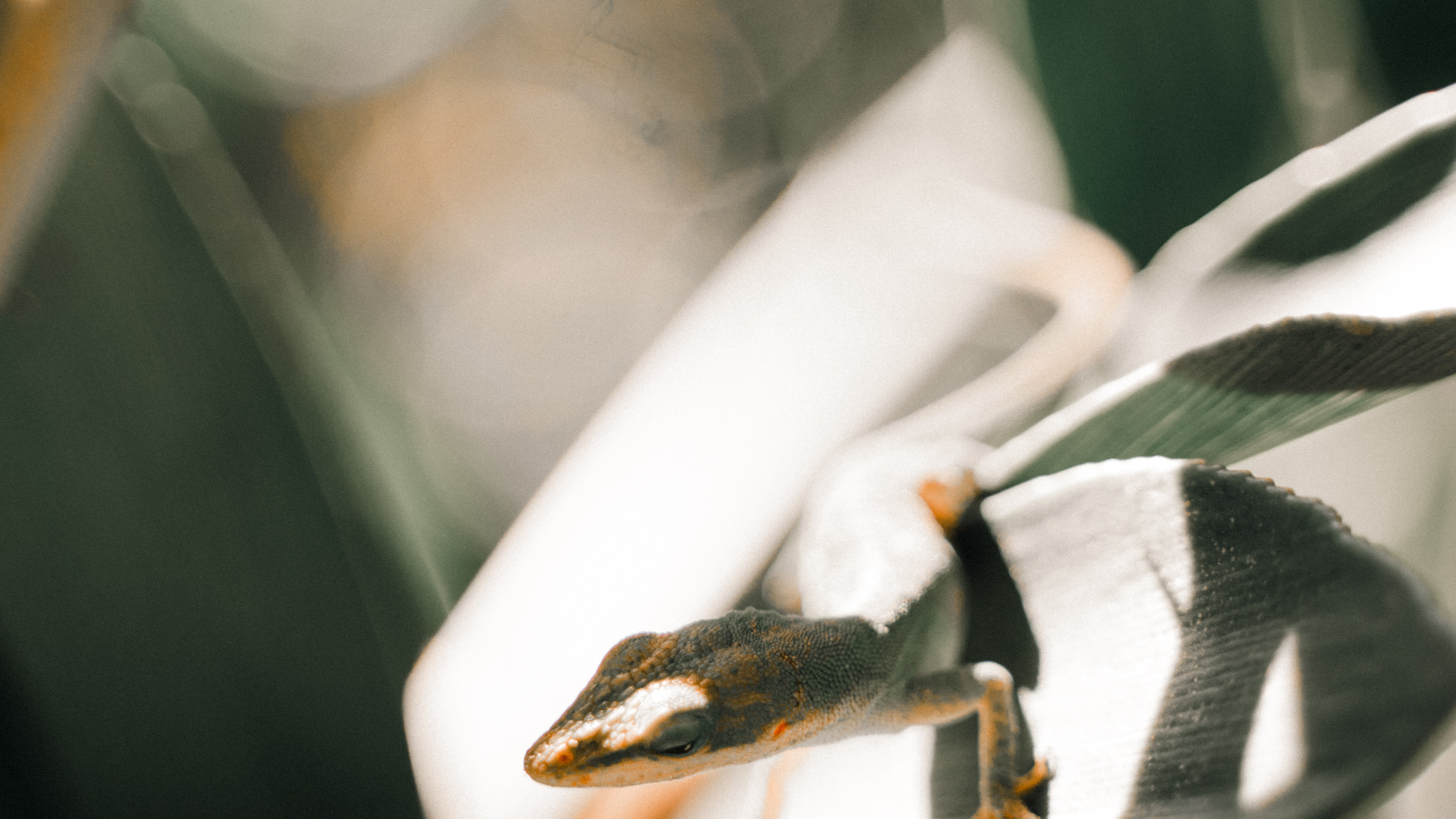 Weiße Und Schwarze Pflanze in Nahaufnahmen. Wallpaper in 3840x2160 Resolution