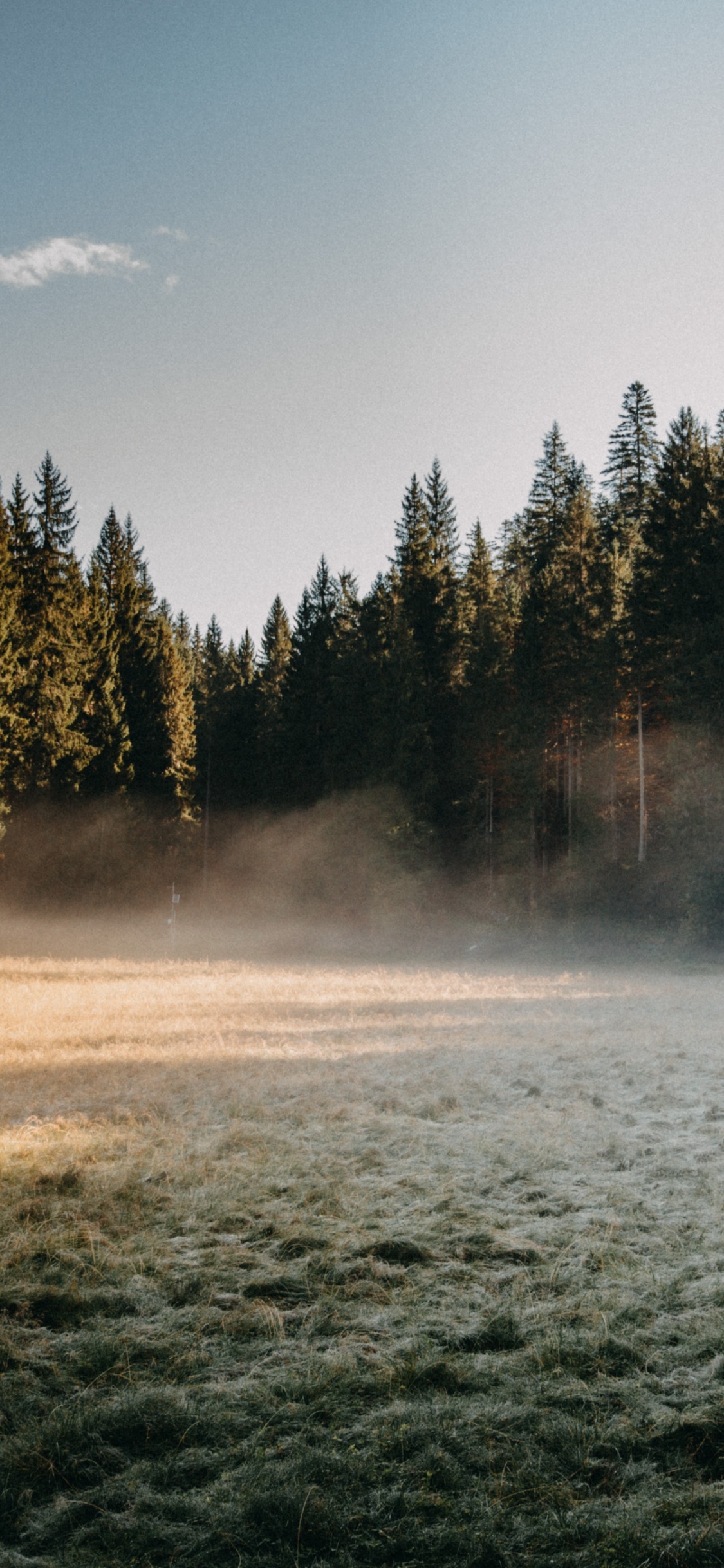 Bosque Nacional mt Hood, Silvicultura, Arte, Agua, Paisaje Natural. Wallpaper in 1125x2436 Resolution
