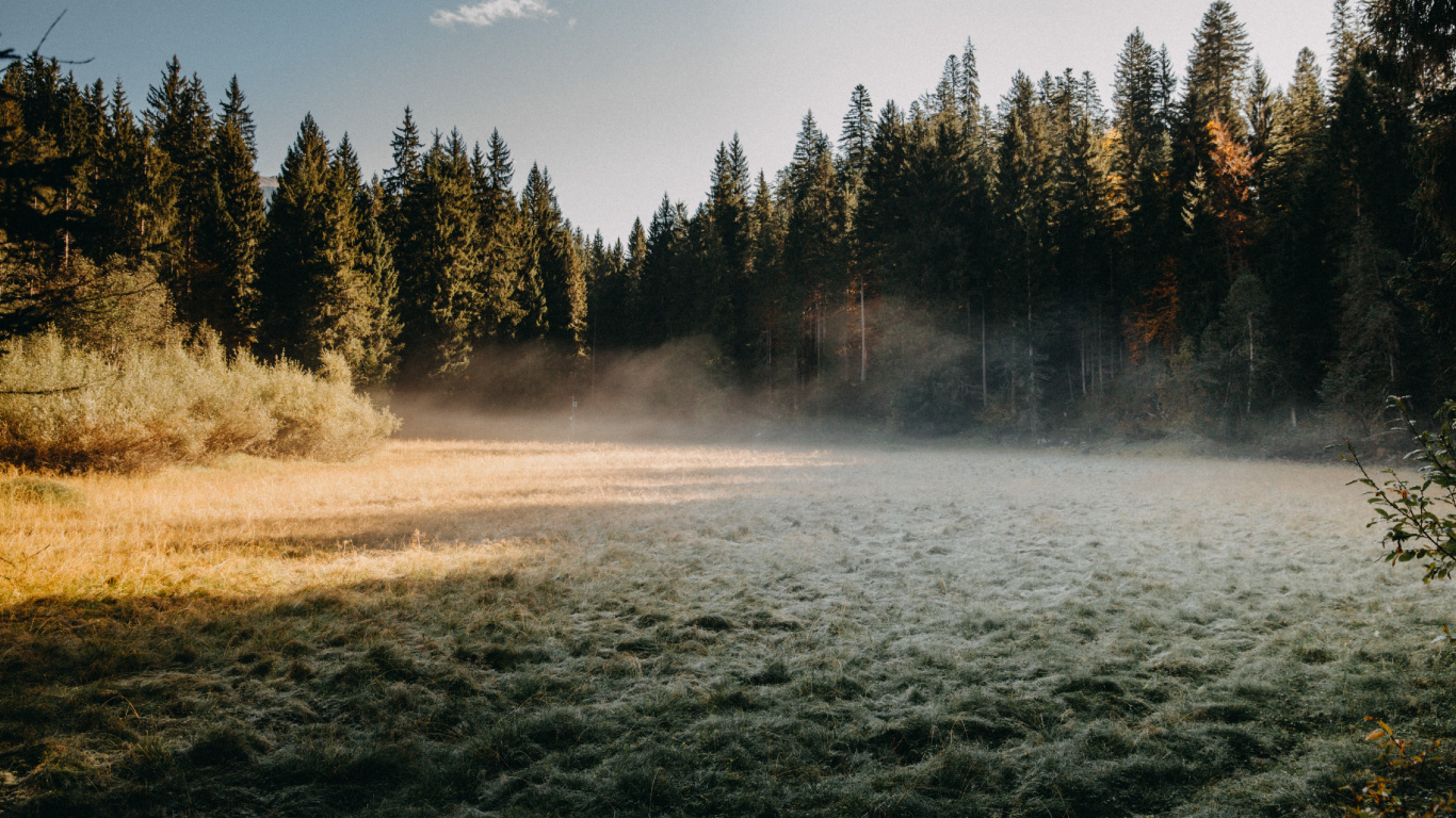 mt Hood National Forest, Forest, Forestry, Art, Cloud. Wallpaper in 1366x768 Resolution