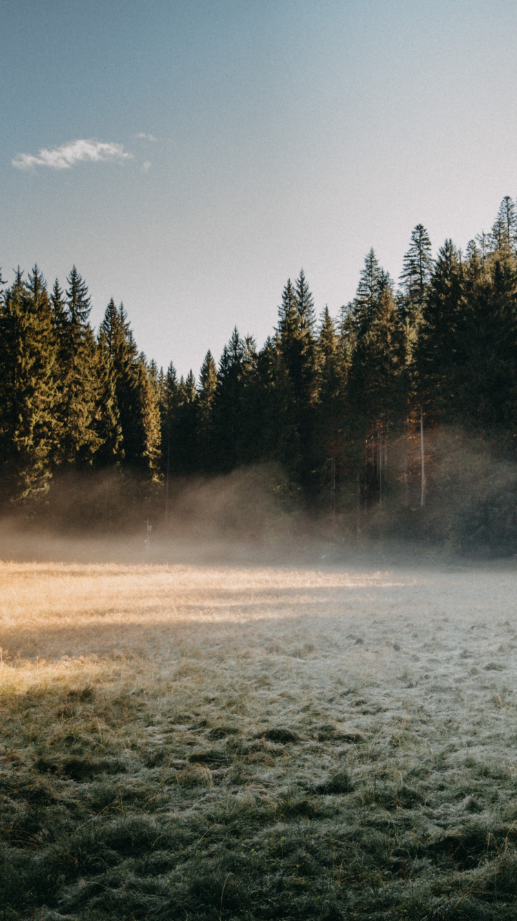 mt Hood National Forest, Forest, Forestry, Art, Cloud. Wallpaper in 750x1334 Resolution