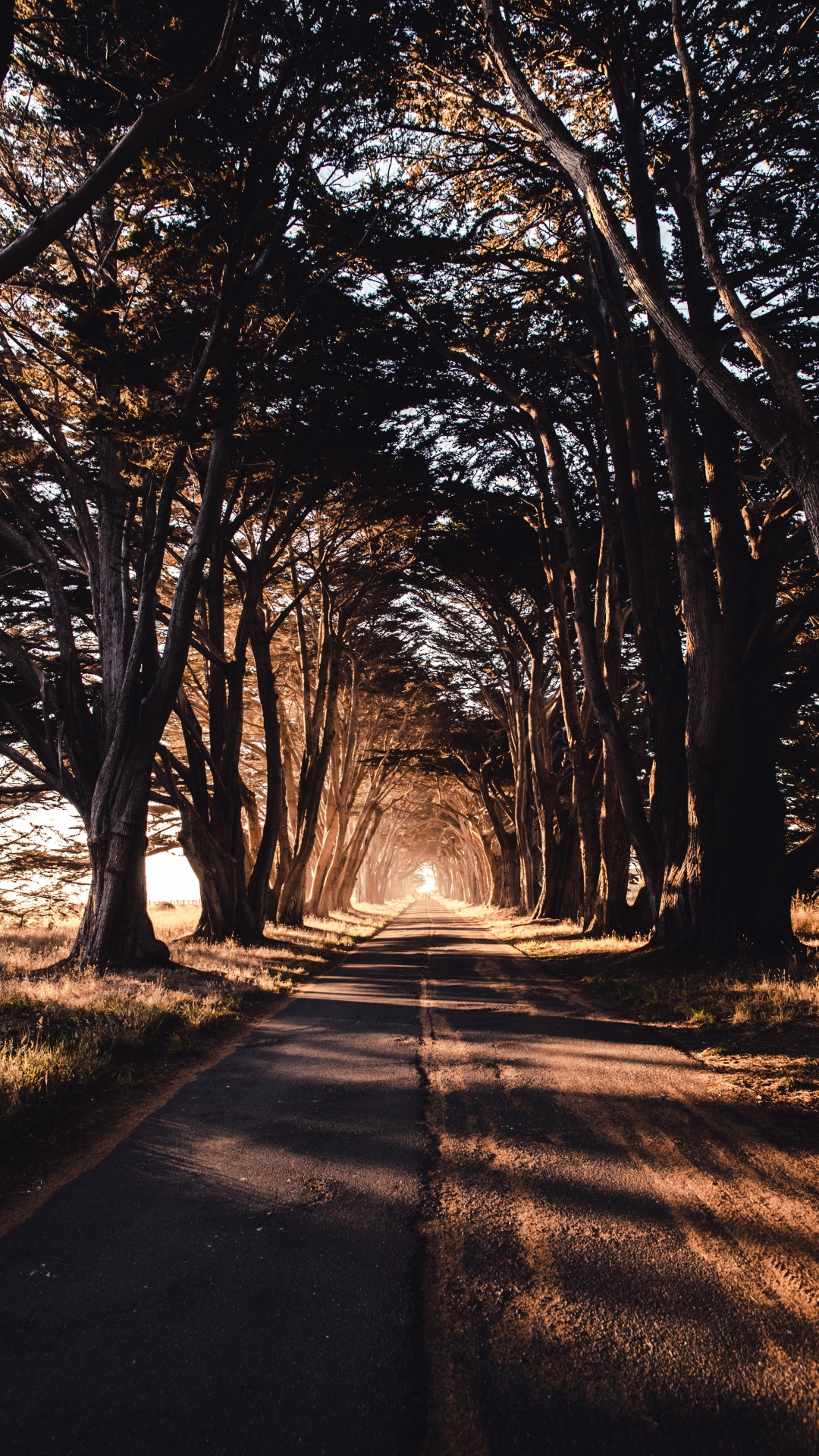 Gray Concrete Road Between Trees During Daytime. Wallpaper in 1080x1920 Resolution