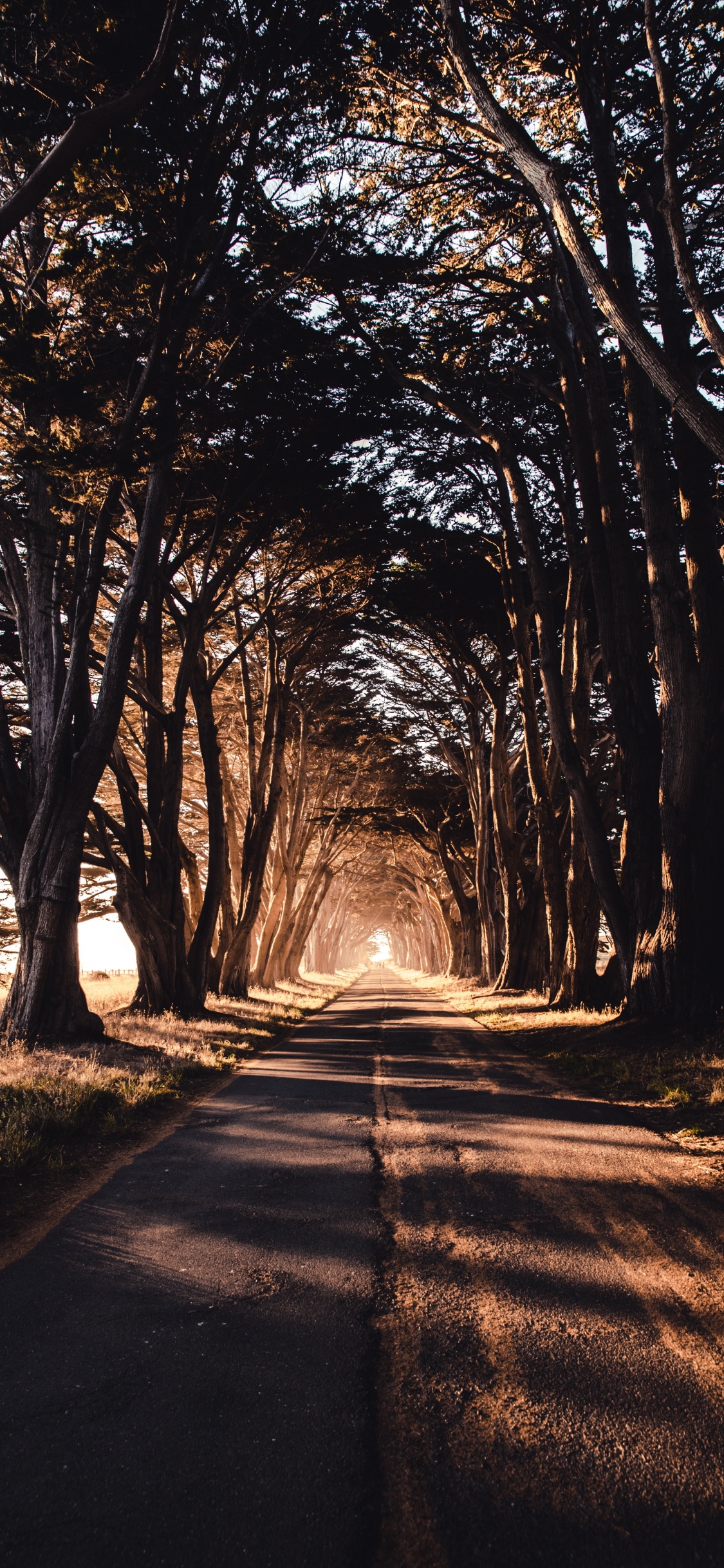 Gray Concrete Road Between Trees During Daytime. Wallpaper in 1125x2436 Resolution