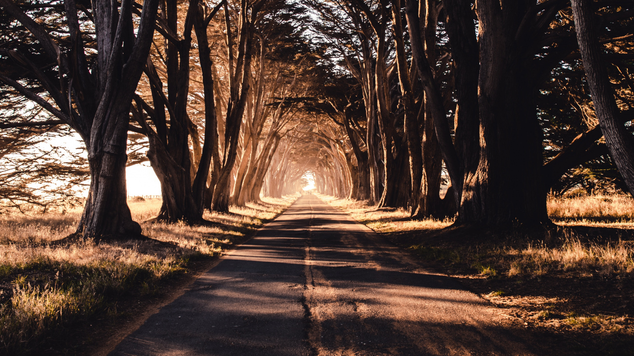 Gray Concrete Road Between Trees During Daytime. Wallpaper in 1280x720 Resolution