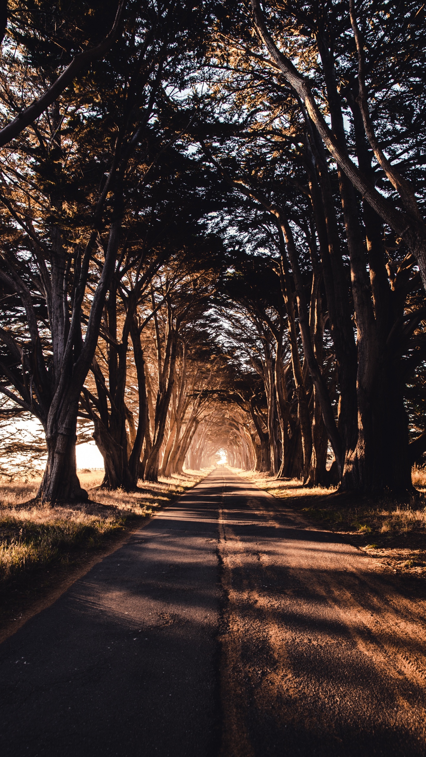 Gray Concrete Road Between Trees During Daytime. Wallpaper in 1440x2560 Resolution