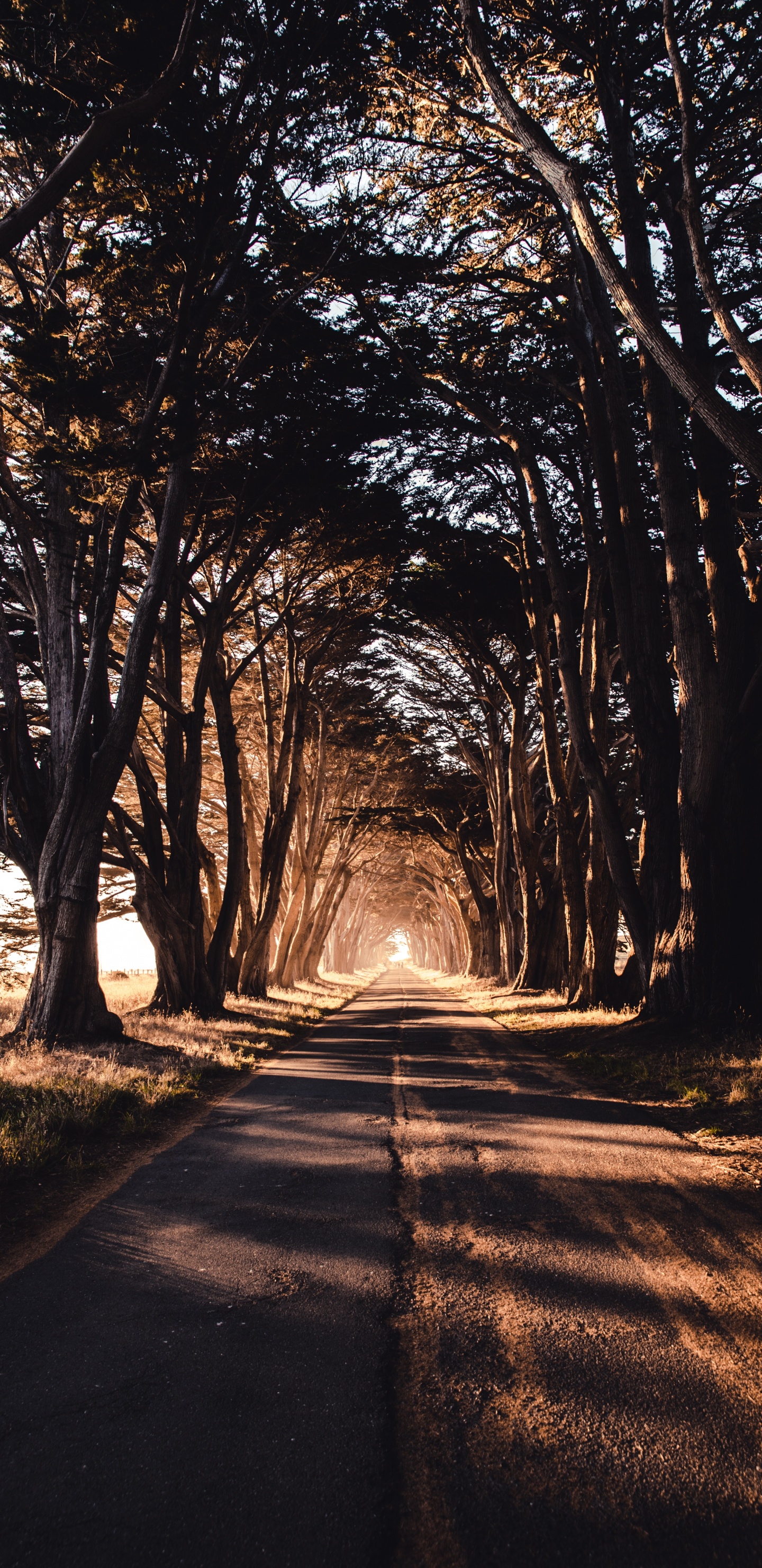 Gray Concrete Road Between Trees During Daytime. Wallpaper in 1440x2960 Resolution