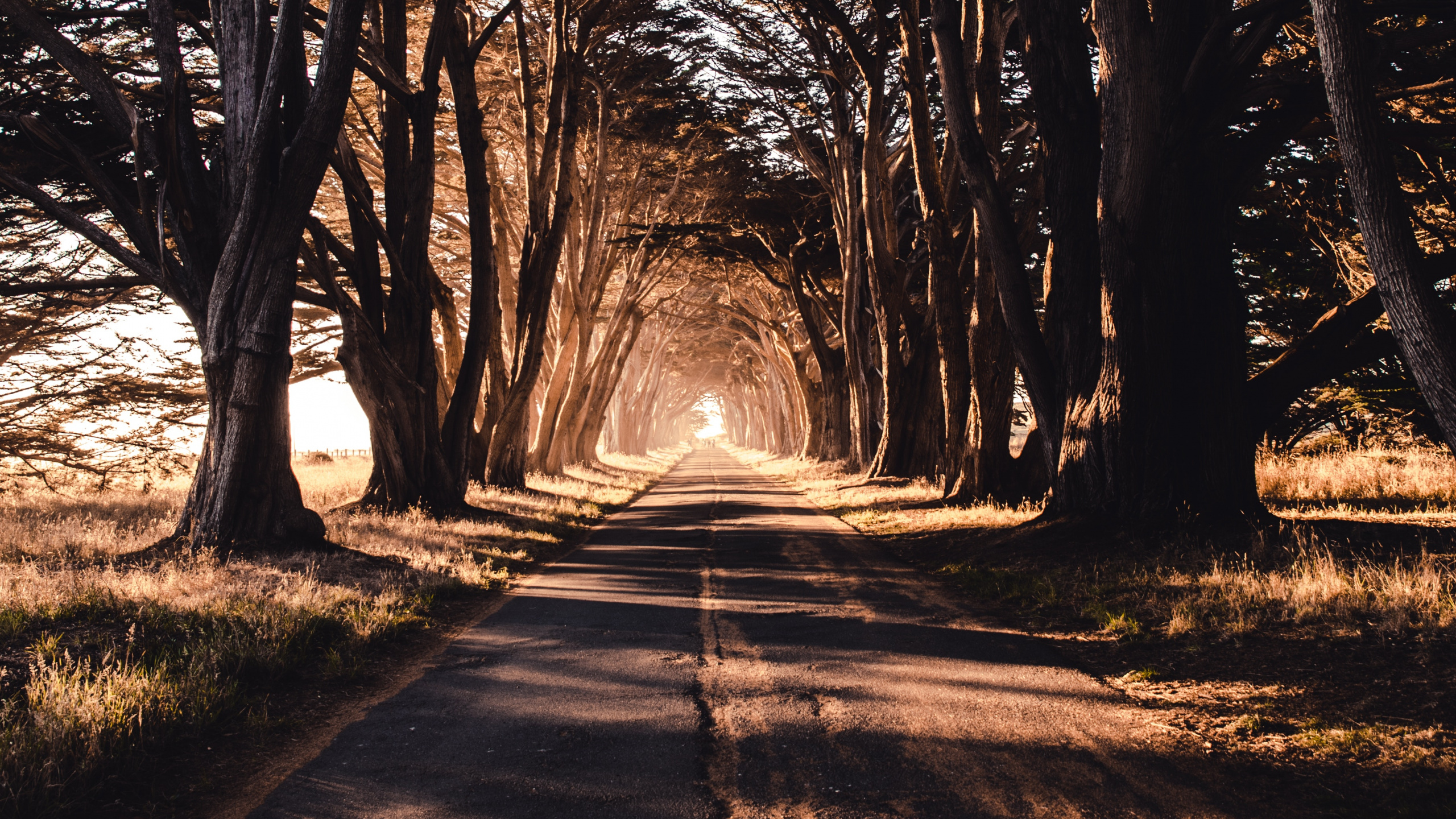 Gray Concrete Road Between Trees During Daytime. Wallpaper in 2560x1440 Resolution
