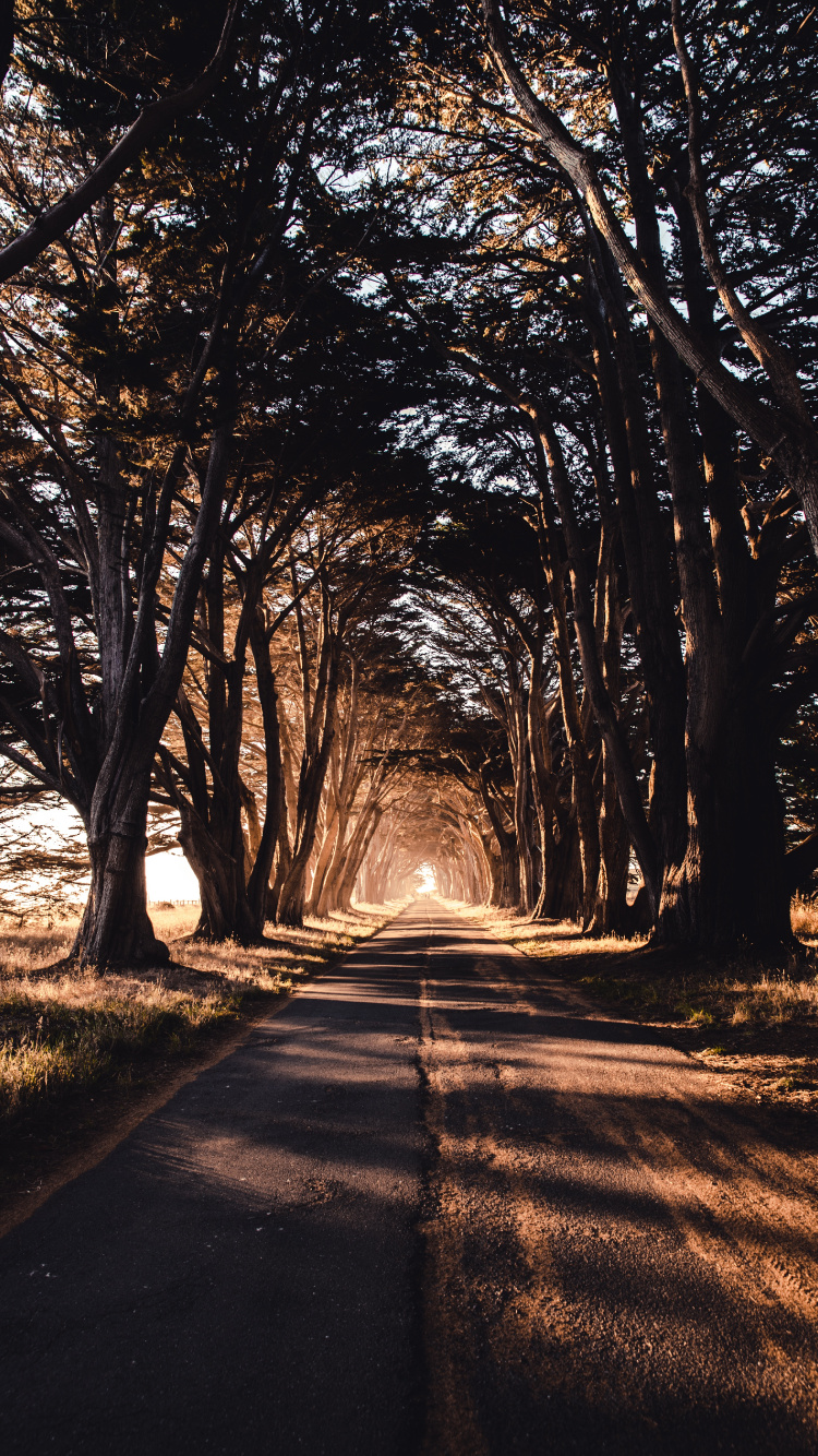Gray Concrete Road Between Trees During Daytime. Wallpaper in 750x1334 Resolution