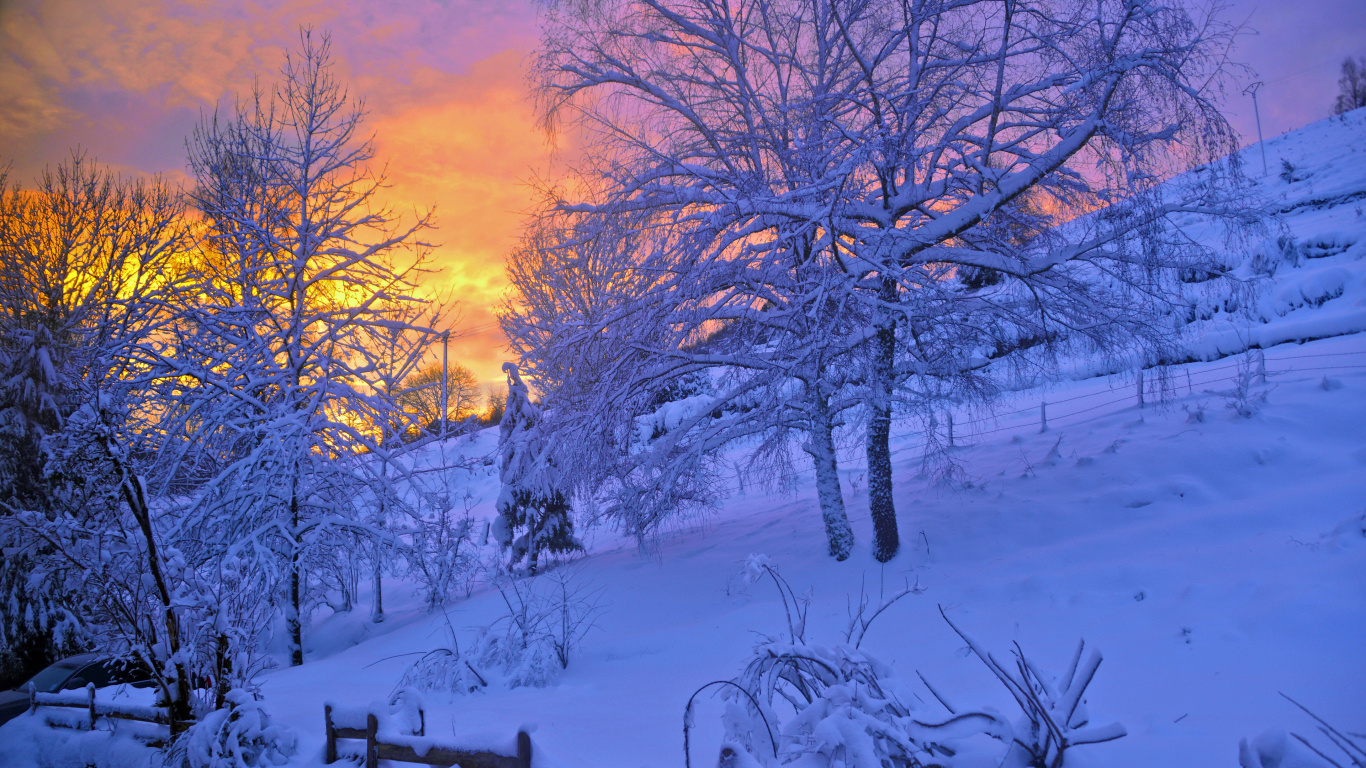 Leafless Trees on Snow Covered Ground During Sunset. Wallpaper in 1366x768 Resolution