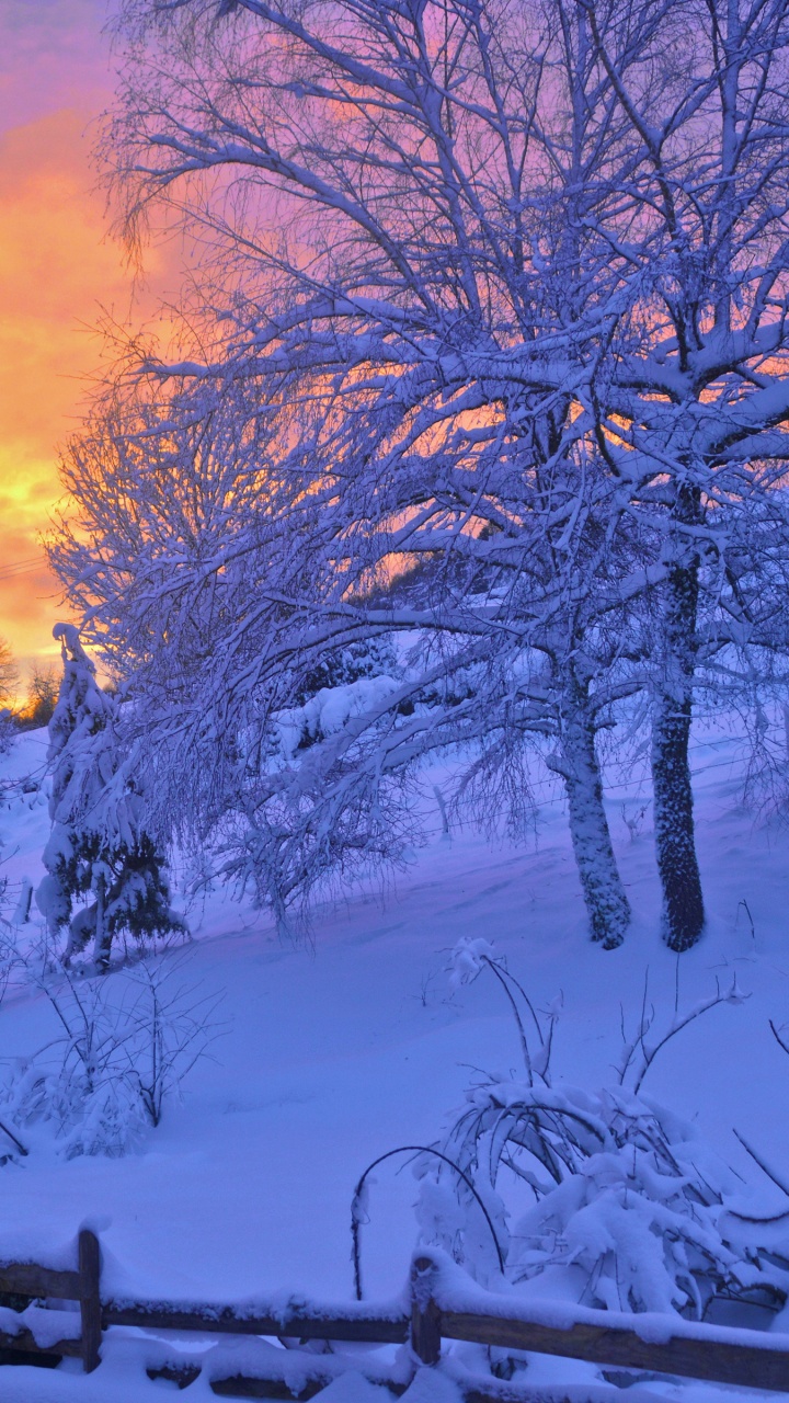 Leafless Trees on Snow Covered Ground During Sunset. Wallpaper in 720x1280 Resolution