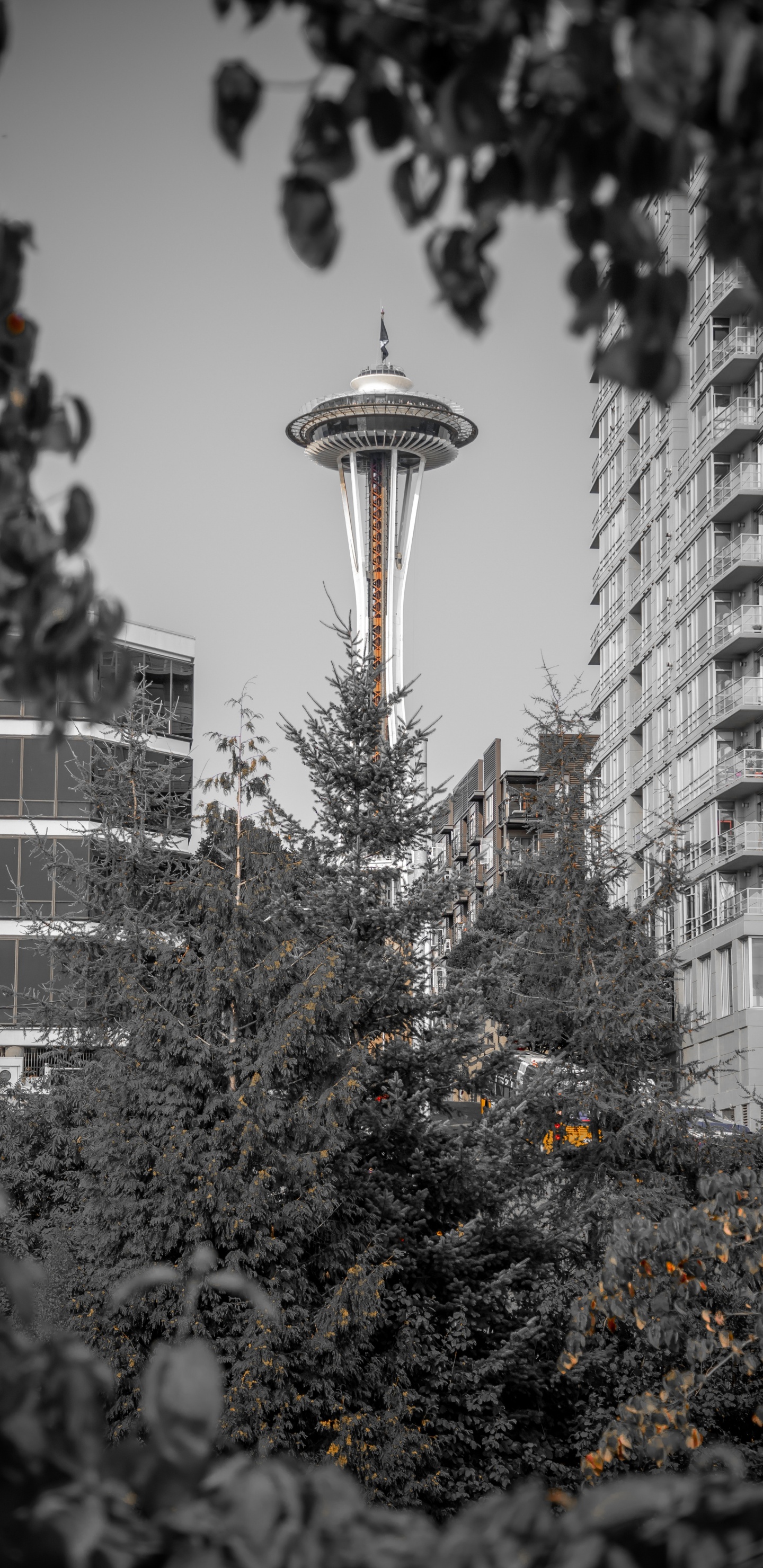 Árbol Verde Con Luces de Cadena Amarilla Cerca de Edificio Blanco de Gran Altura Durante el Día. Wallpaper in 1440x2960 Resolution