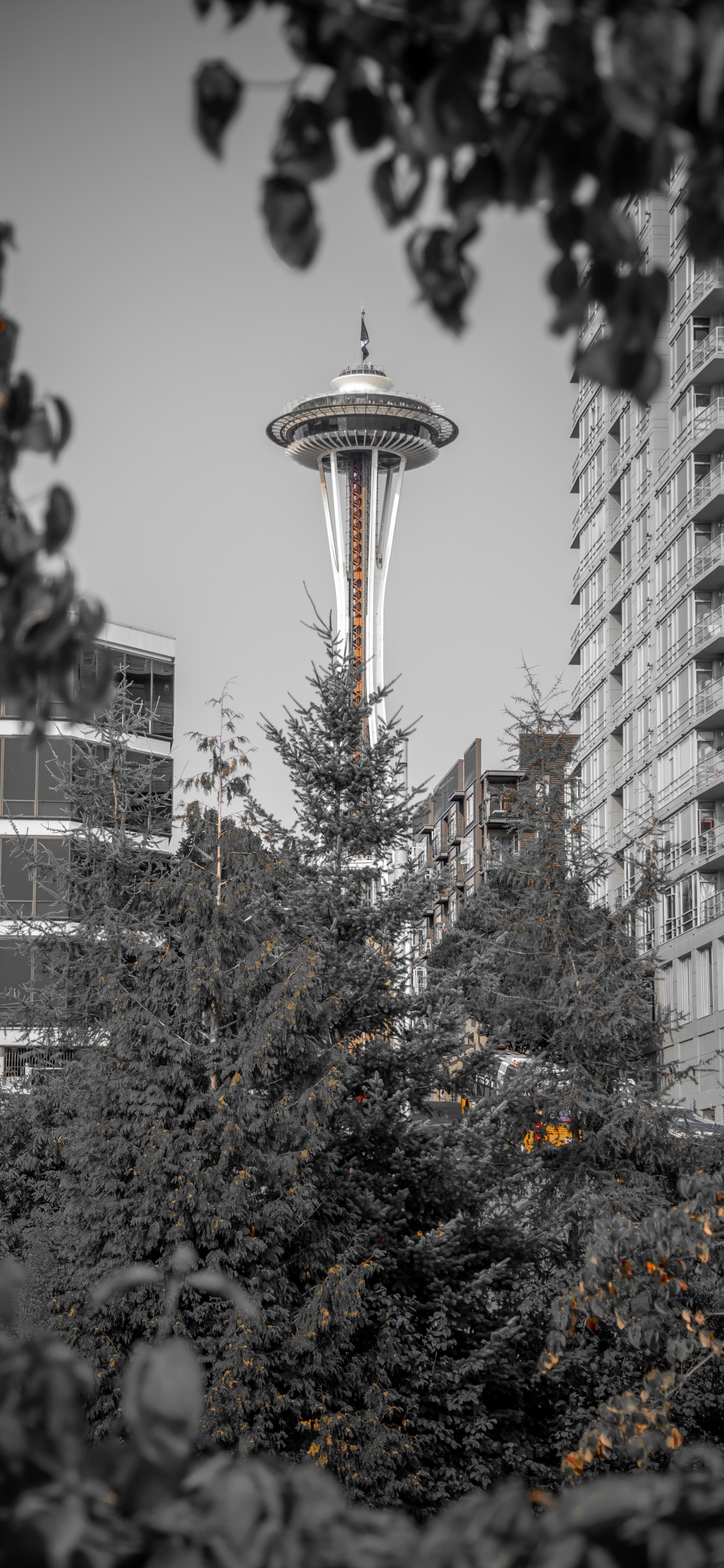 Green Tree With Yellow String Lights Near White High Rise Building During Daytime. Wallpaper in 1125x2436 Resolution