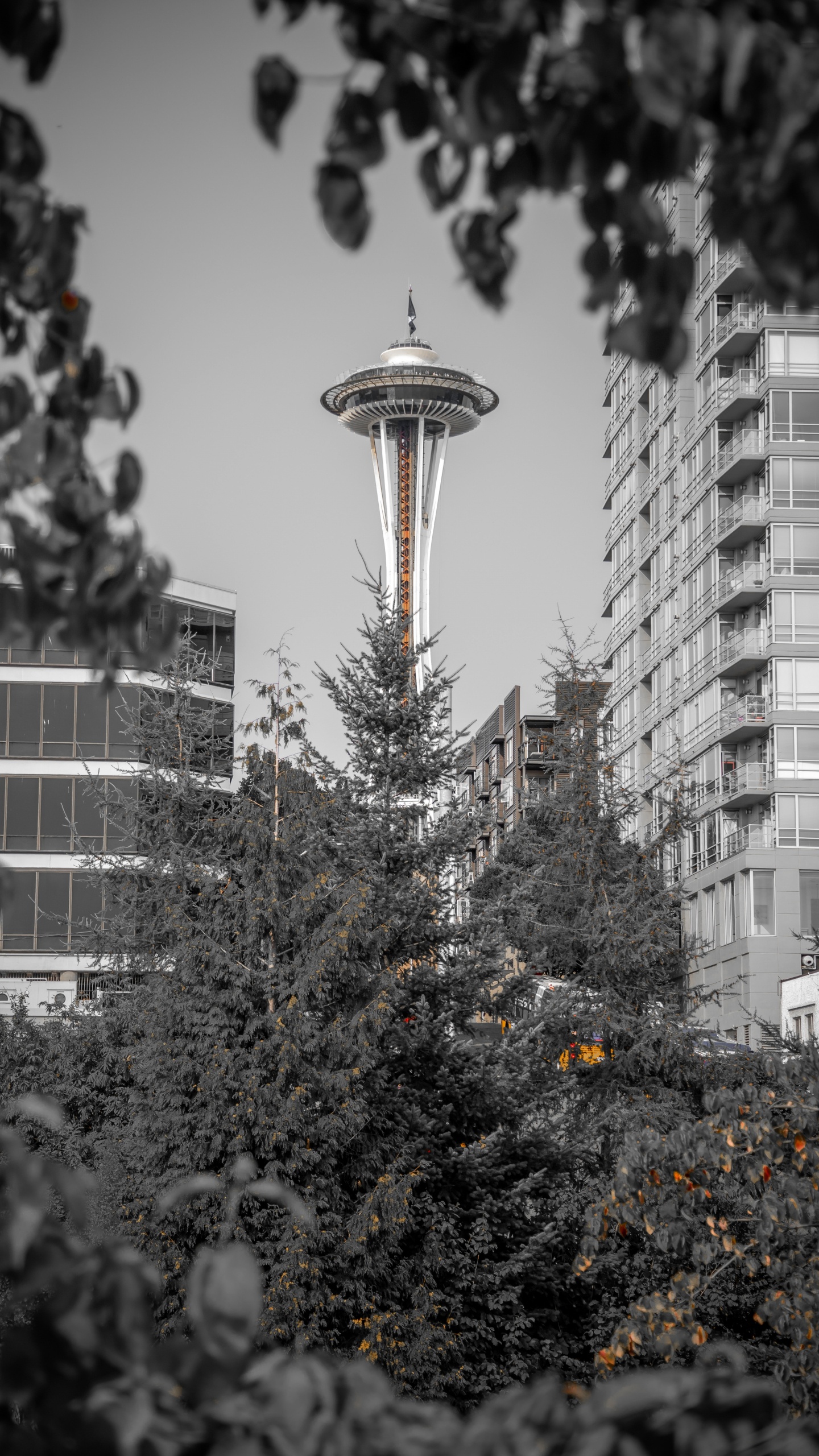 Green Tree With Yellow String Lights Near White High Rise Building During Daytime. Wallpaper in 1440x2560 Resolution