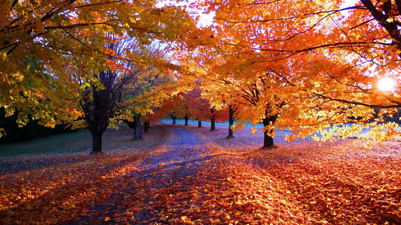 Leute, Die Tagsüber Auf Park Mit Braunen Blättern Gehen. Wallpaper in 1280x720 Resolution