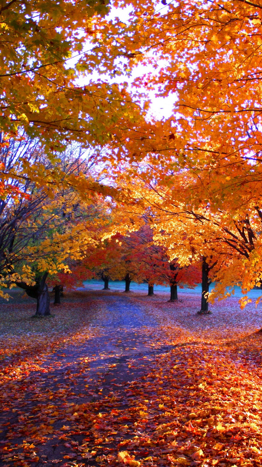 People Walking on Park With Brown Leaves Trees During Daytime. Wallpaper in 1080x1920 Resolution