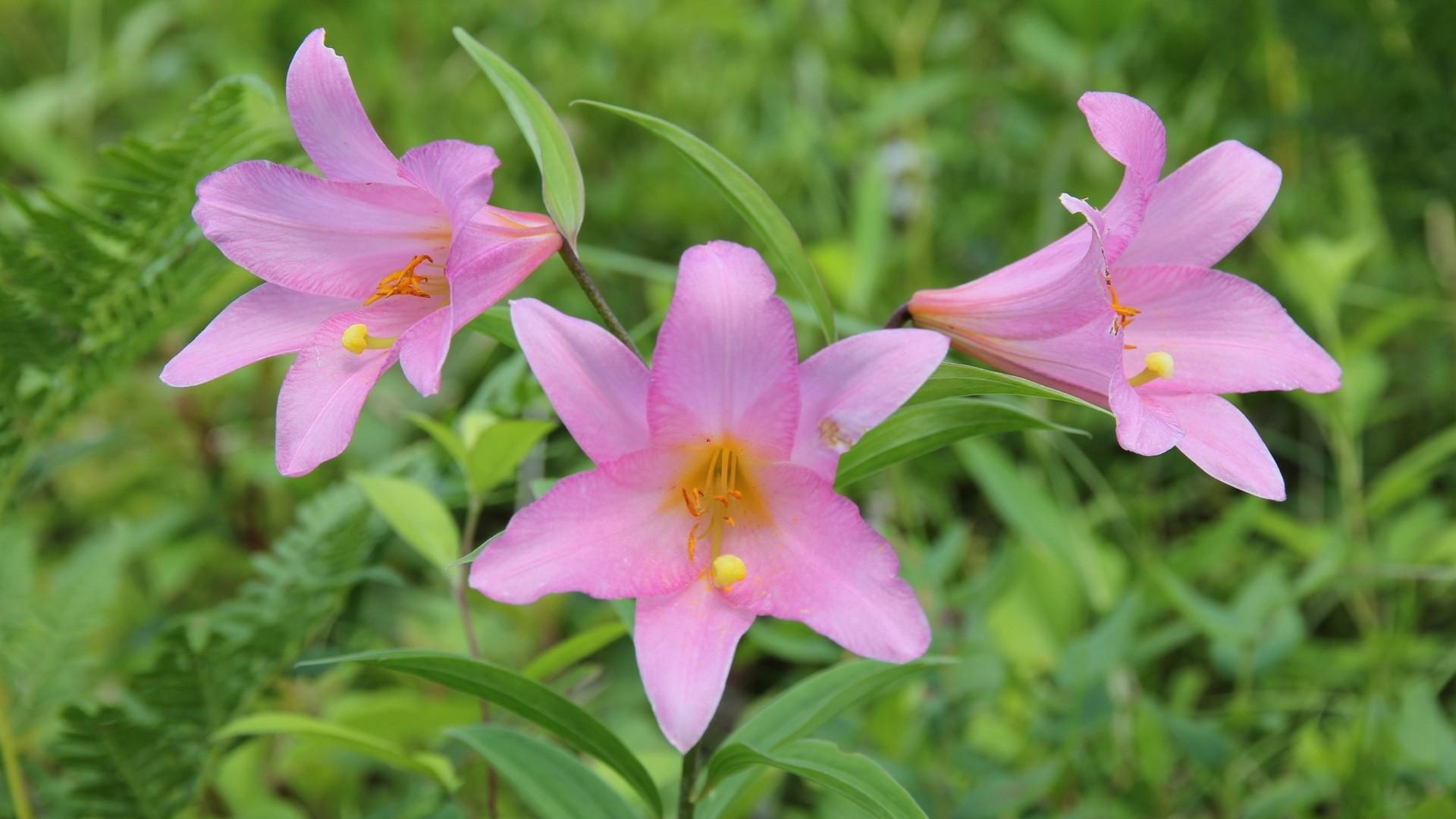 Pink Flower in Tilt Shift Lens. Wallpaper in 1920x1080 Resolution