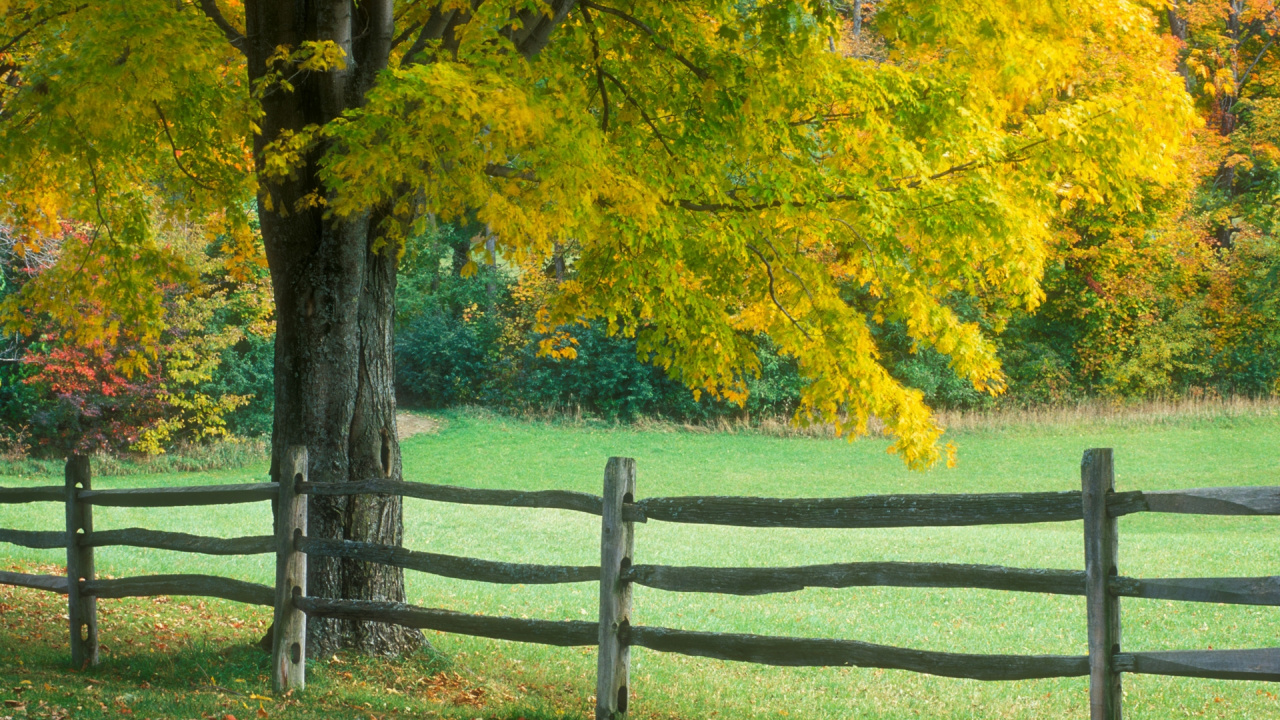 Brown Wooden Fence Near Green and Yellow Trees During Daytime. Wallpaper in 1280x720 Resolution