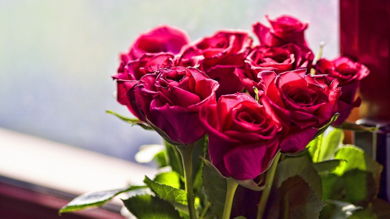 Roses Rouges Dans un Vase en Céramique Blanche. Wallpaper in 1366x768 Resolution