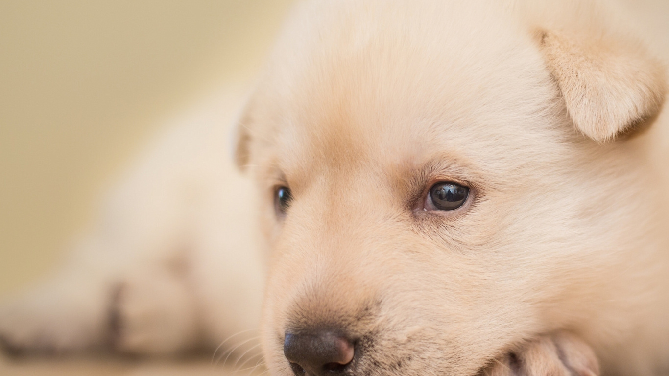 White Short Coated Puppy Lying on Brown Wooden Floor. Wallpaper in 1366x768 Resolution