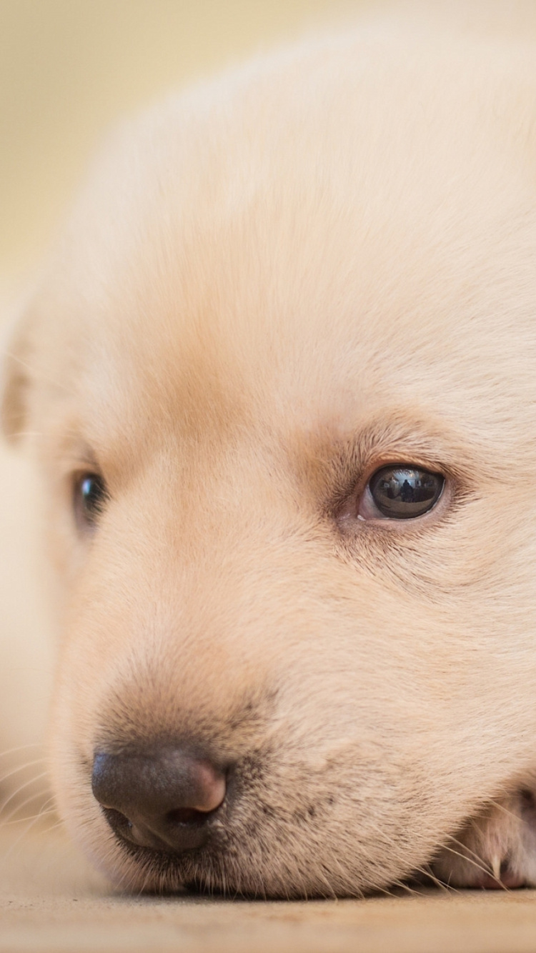 White Short Coated Puppy Lying on Brown Wooden Floor. Wallpaper in 750x1334 Resolution