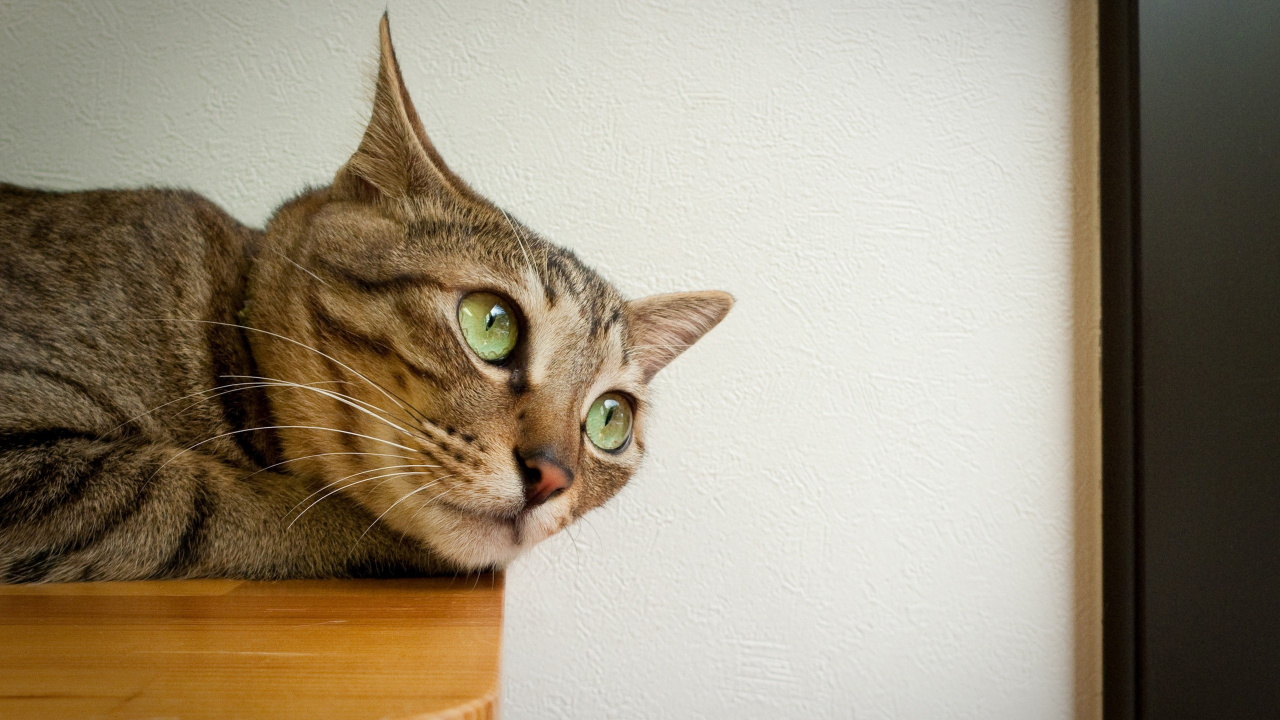 Brown Tabby Cat on Brown Wooden Table. Wallpaper in 1280x720 Resolution