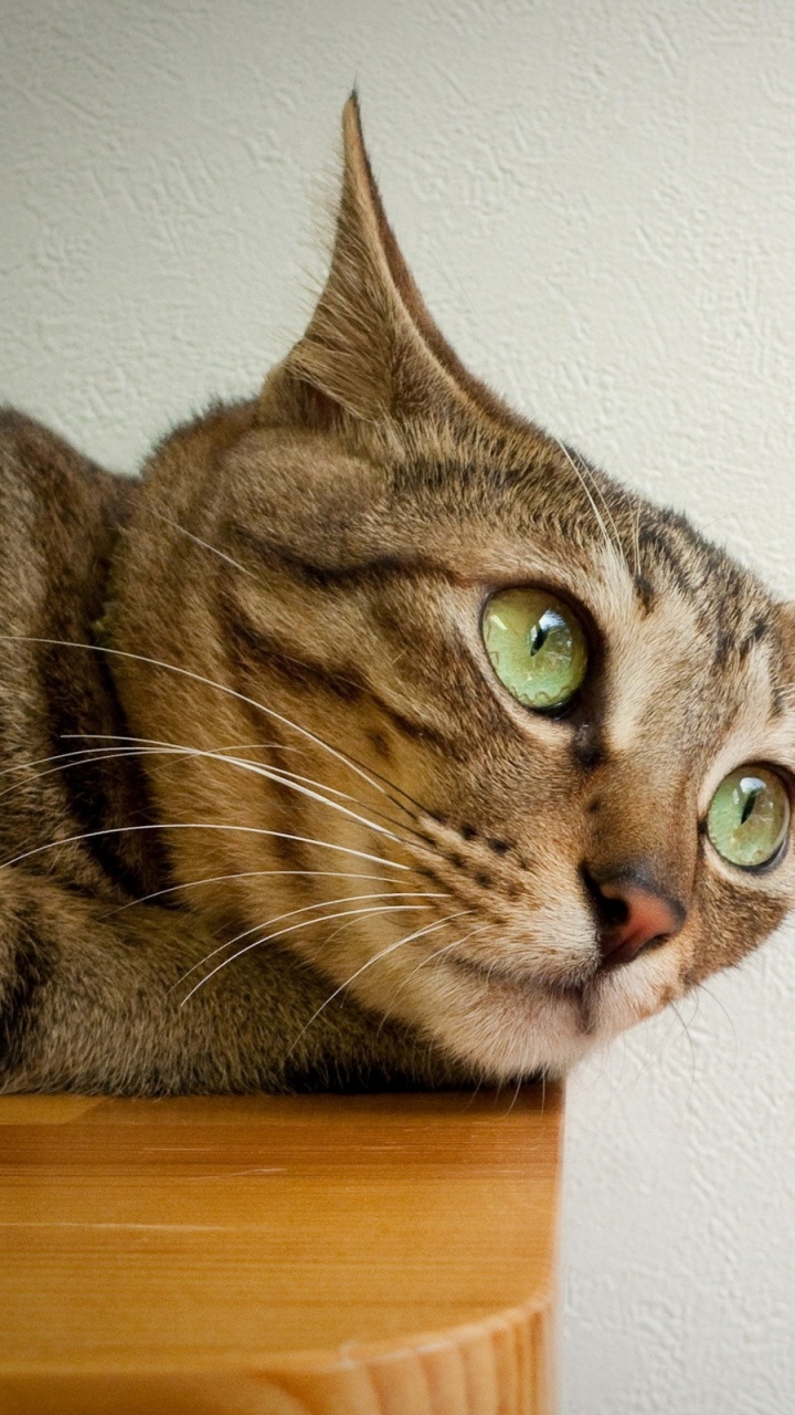 Chat Tigré Brun Sur Une Table en Bois Marron. Wallpaper in 720x1280 Resolution