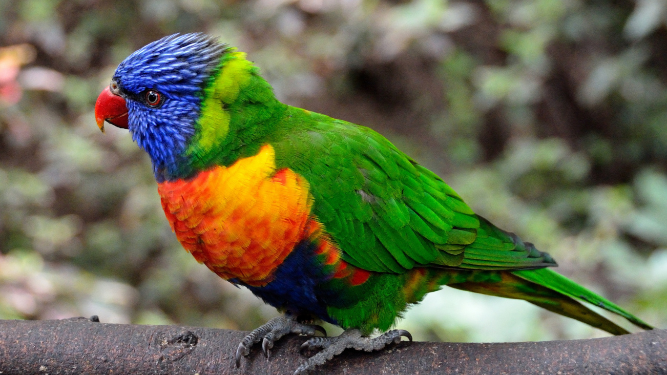 Green Orange and Blue Bird. Wallpaper in 1366x768 Resolution