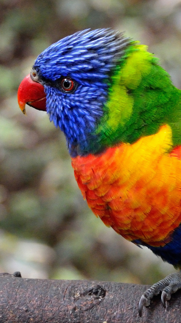 Oiseau Vert Orange et Bleu. Wallpaper in 750x1334 Resolution