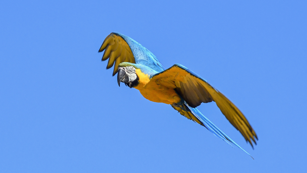 Blue Yellow and White Macaw. Wallpaper in 1280x720 Resolution