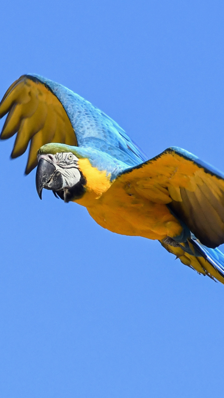 Blue Yellow and White Macaw. Wallpaper in 750x1334 Resolution