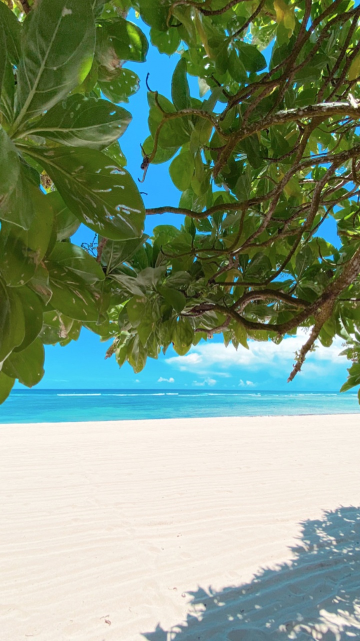 Agua, Palmera, Sucursal, Azure, Ramita. Wallpaper in 720x1280 Resolution