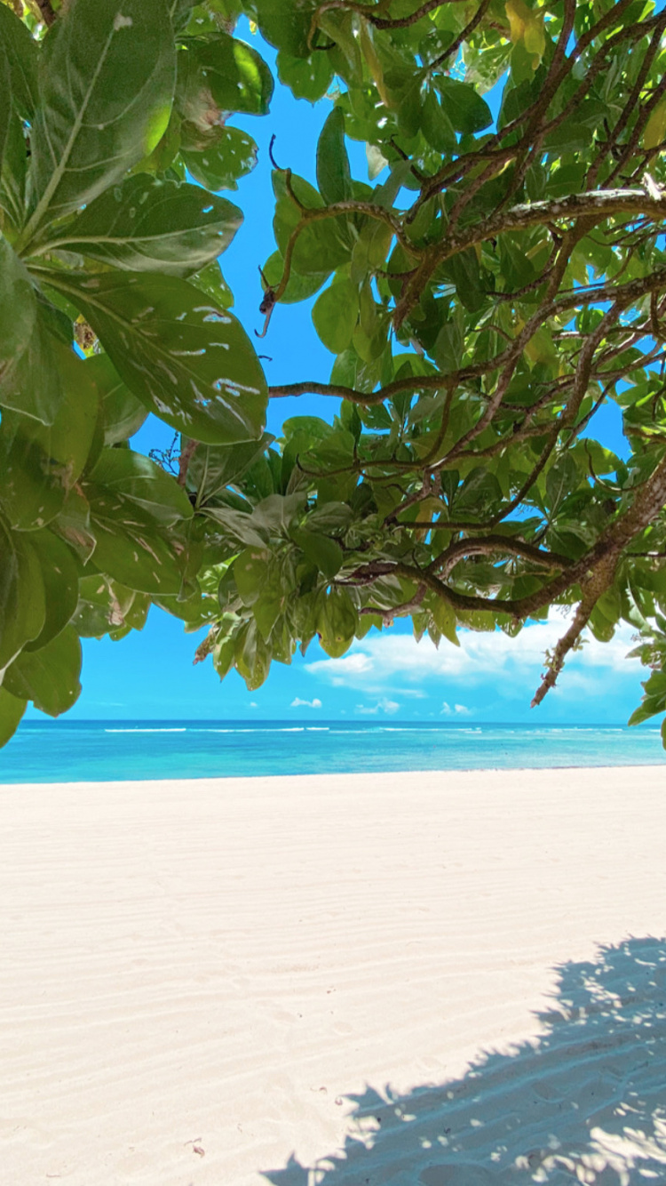 Agua, Palmera, Sucursal, Azure, Ramita. Wallpaper in 750x1334 Resolution