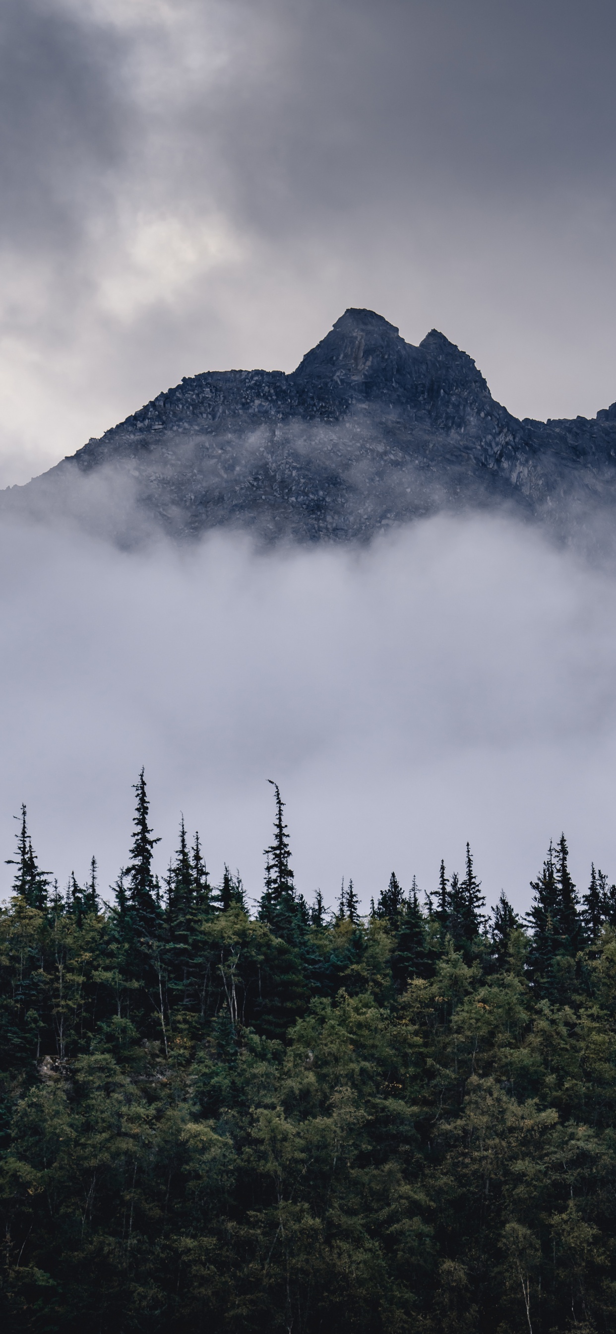 Bergigen Landschaftsformen, Fichten-Tannen-Wälder, Mount Scenery, Wildnis, Nebel. Wallpaper in 1242x2688 Resolution
