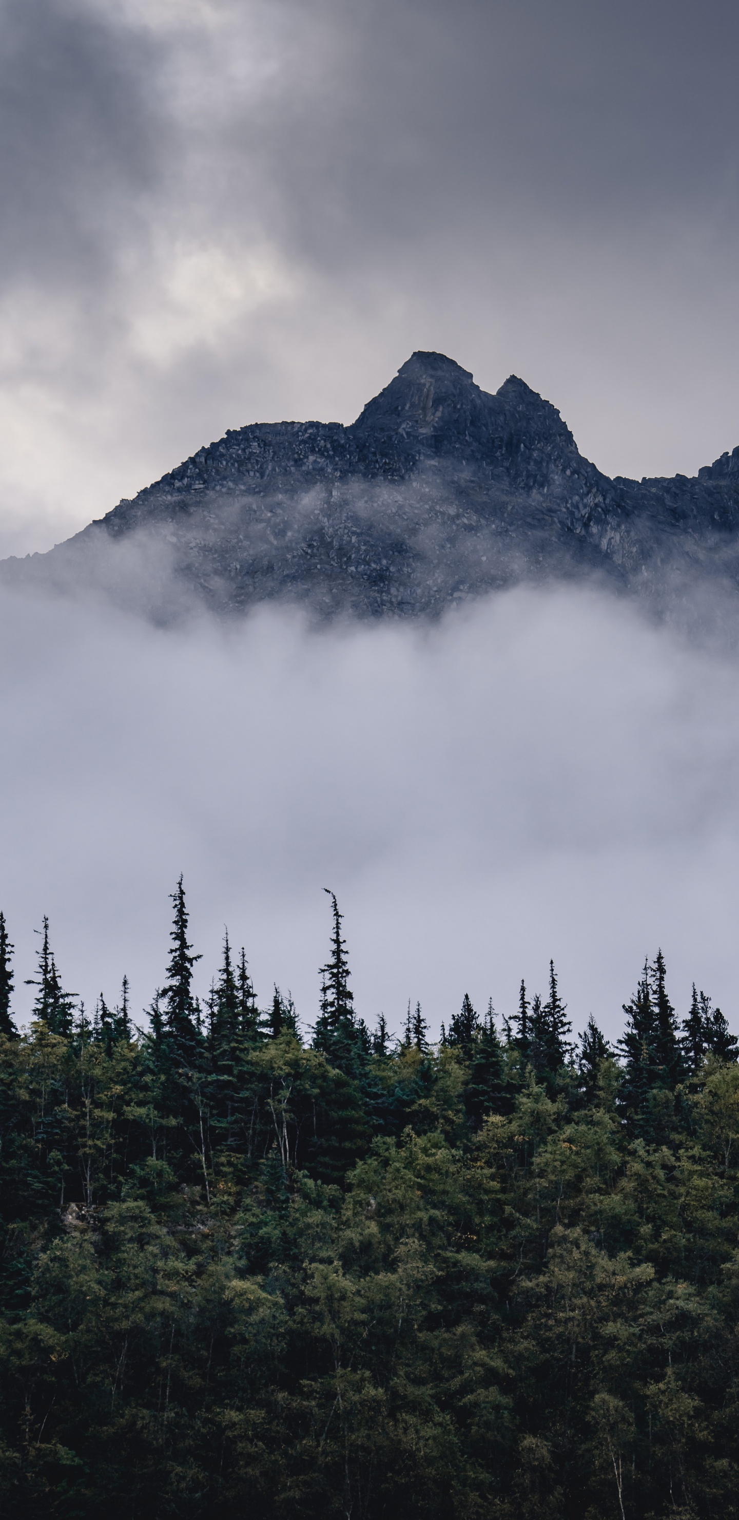 Bergigen Landschaftsformen, Fichten-Tannen-Wälder, Mount Scenery, Wildnis, Nebel. Wallpaper in 1440x2960 Resolution