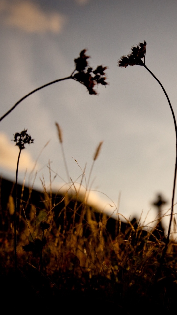 Silhouette Des Grases Bei Sonnenuntergang. Wallpaper in 720x1280 Resolution