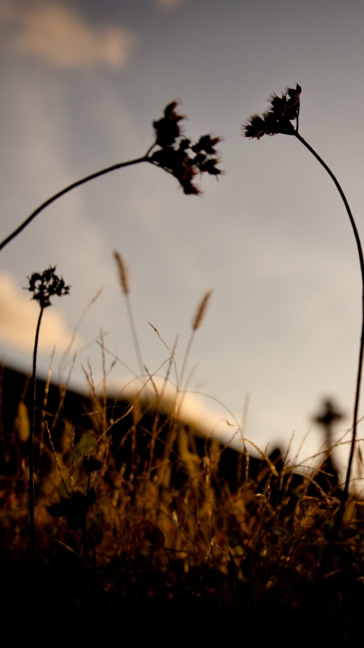 Silhouette Des Grases Bei Sonnenuntergang. Wallpaper in 750x1334 Resolution
