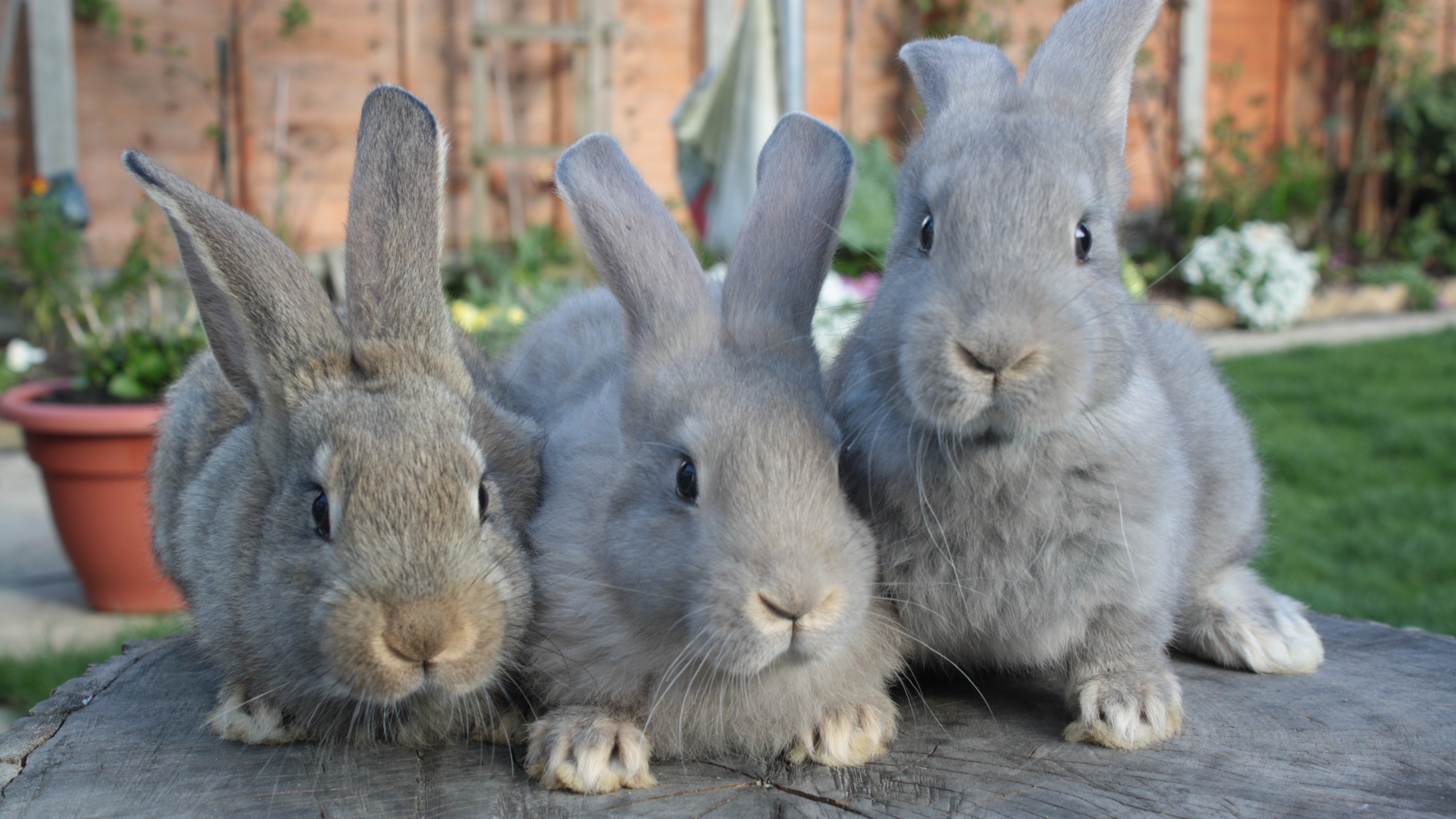 Gray Rabbit on Brown Wooden Floor. Wallpaper in 2560x1440 Resolution