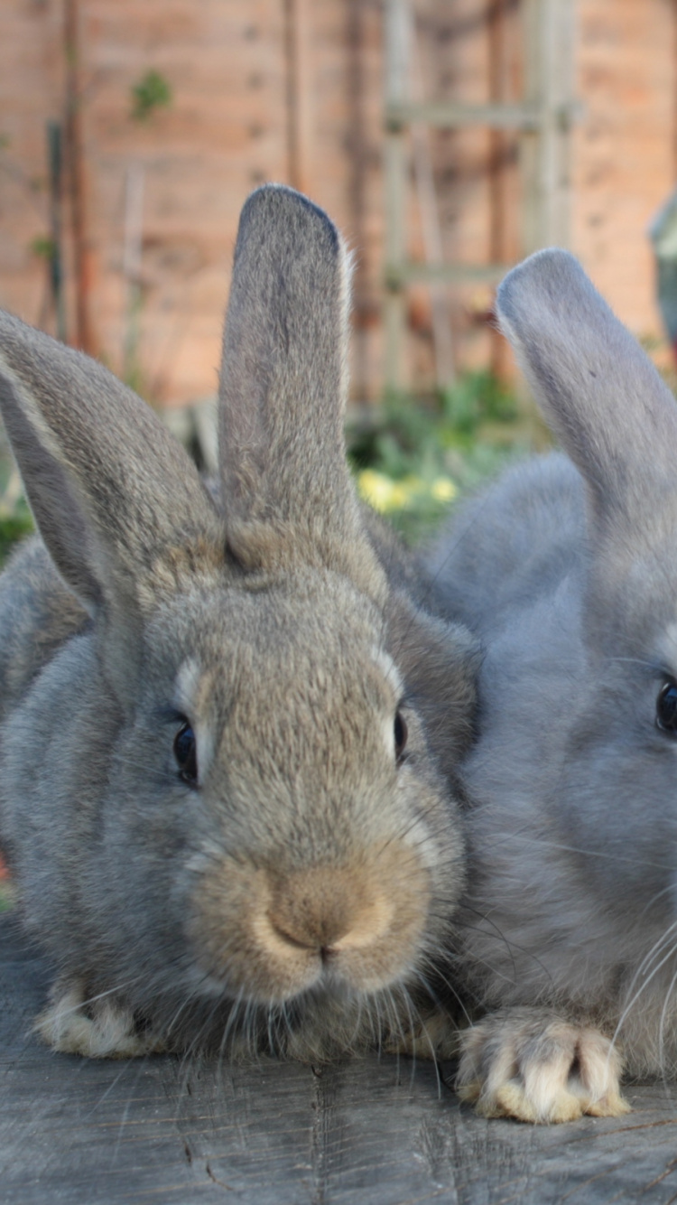 Gray Rabbit on Brown Wooden Floor. Wallpaper in 750x1334 Resolution