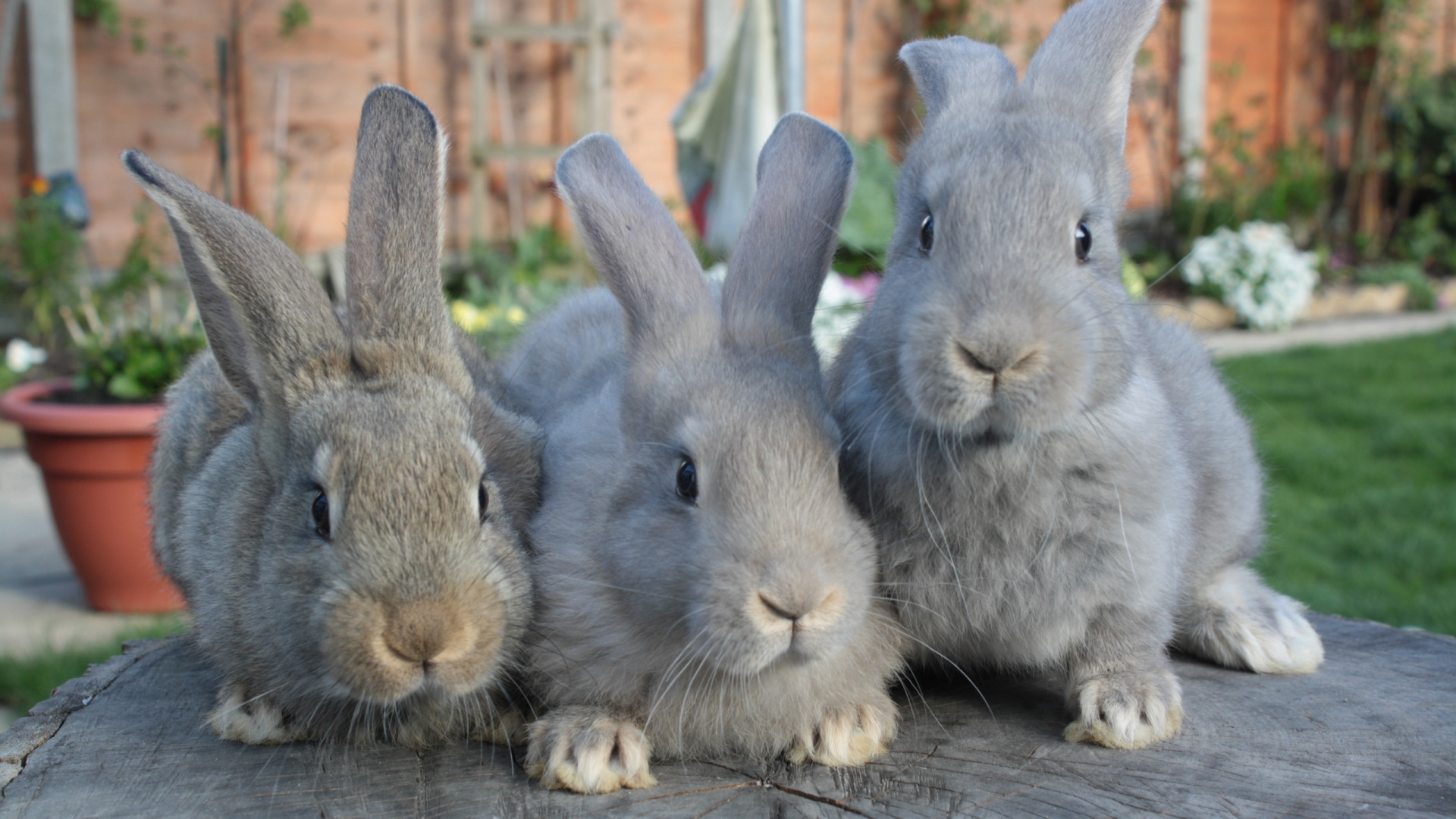 Lapin Gris Sur Plancher en Bois Marron. Wallpaper in 1920x1080 Resolution