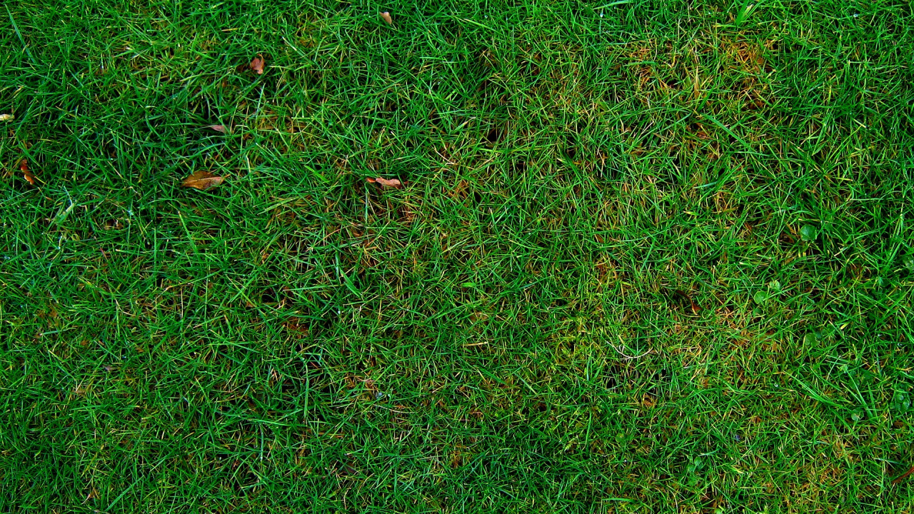 Tagsüber Grüne Wiese. Wallpaper in 1280x720 Resolution