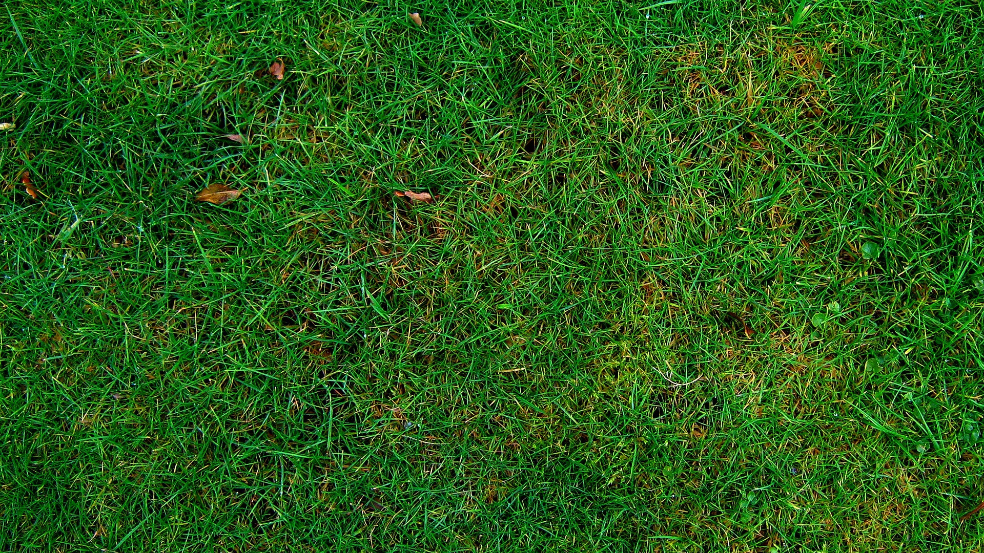 Champ D'herbe Verte Pendant la Journée. Wallpaper in 1920x1080 Resolution