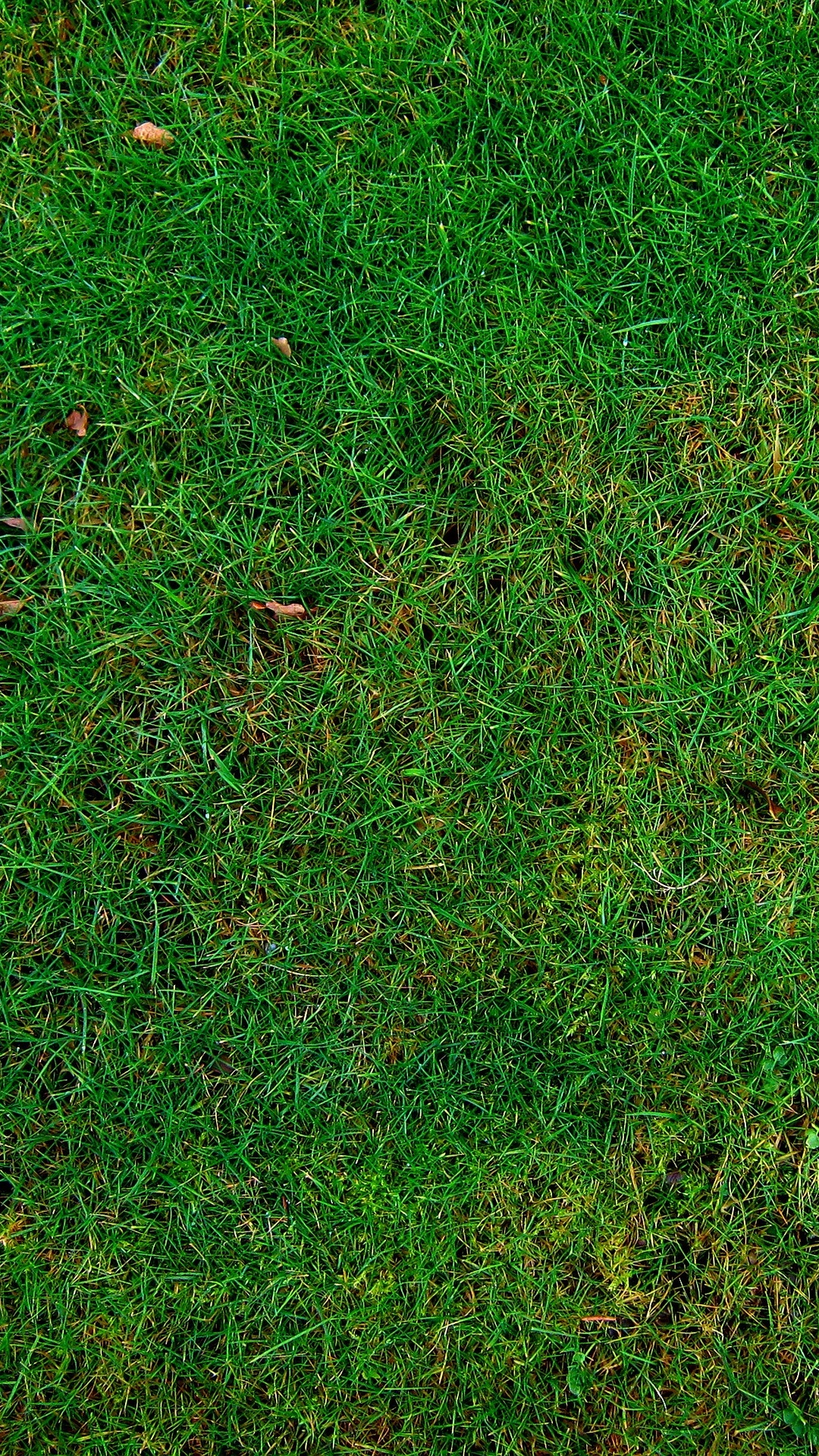 Campo de Hierba Verde Durante el Día. Wallpaper in 1080x1920 Resolution